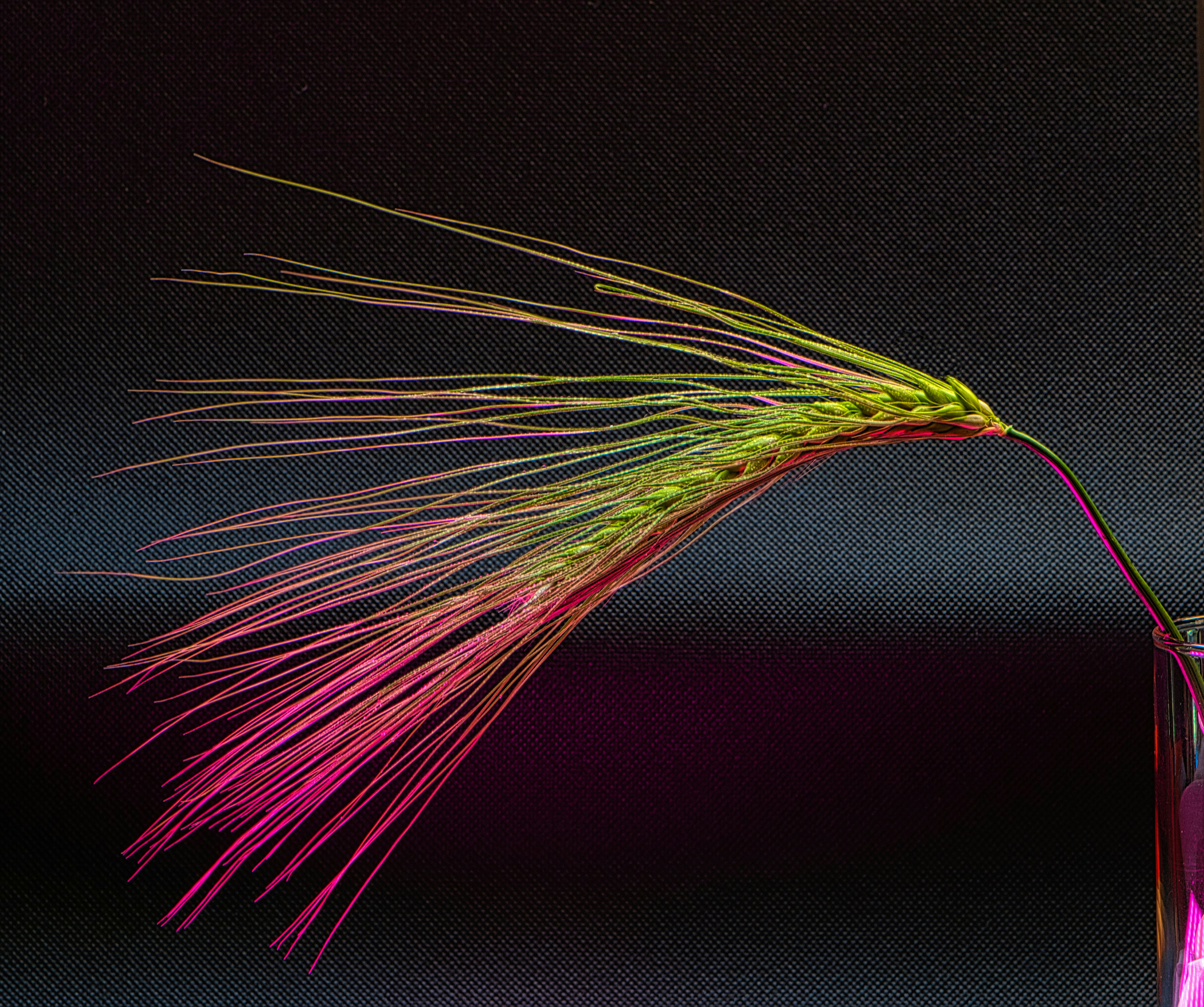 Kernel of wheat with colourful lighting