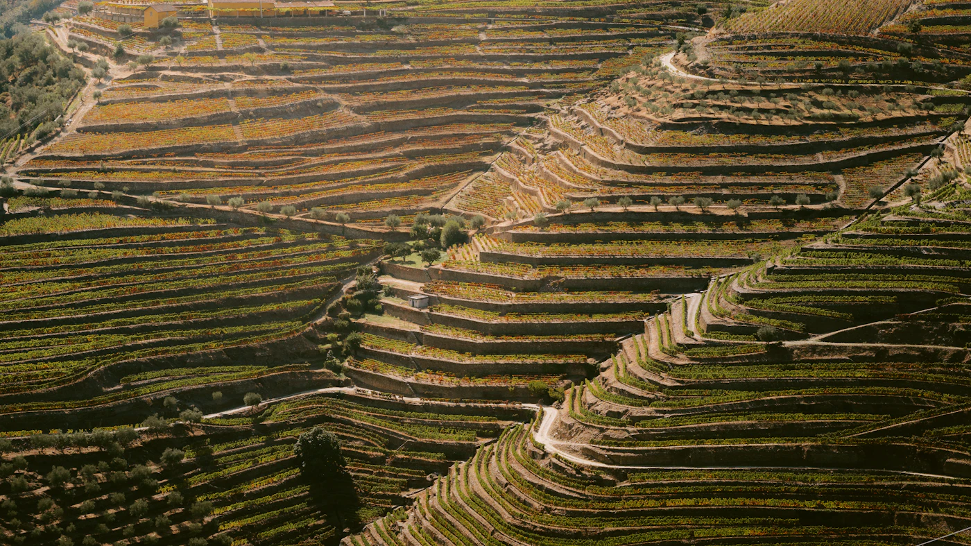 Terraced slopes do three jobs at once: they drain, they angle the fruit towards the sun, and they let cold air fall away below the vines.