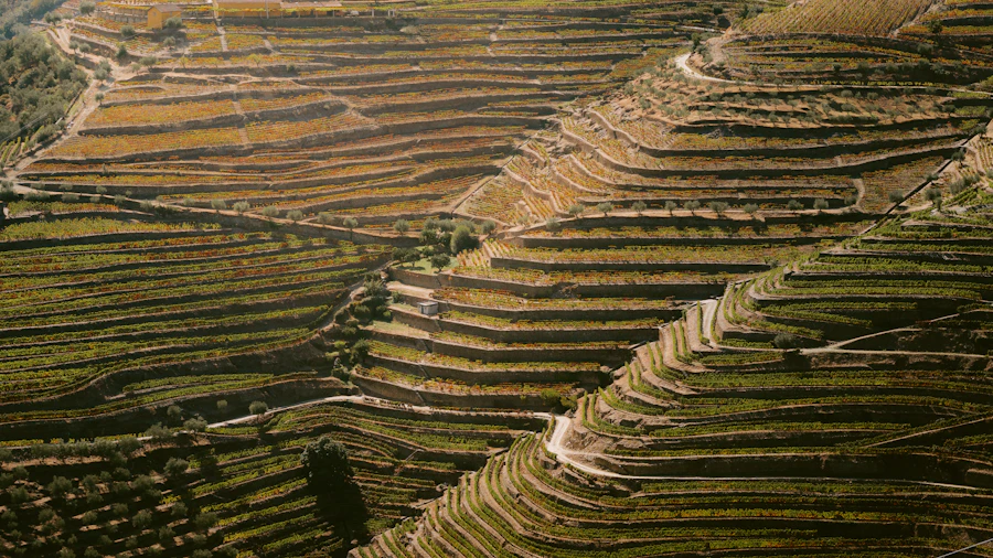 Douro Valley