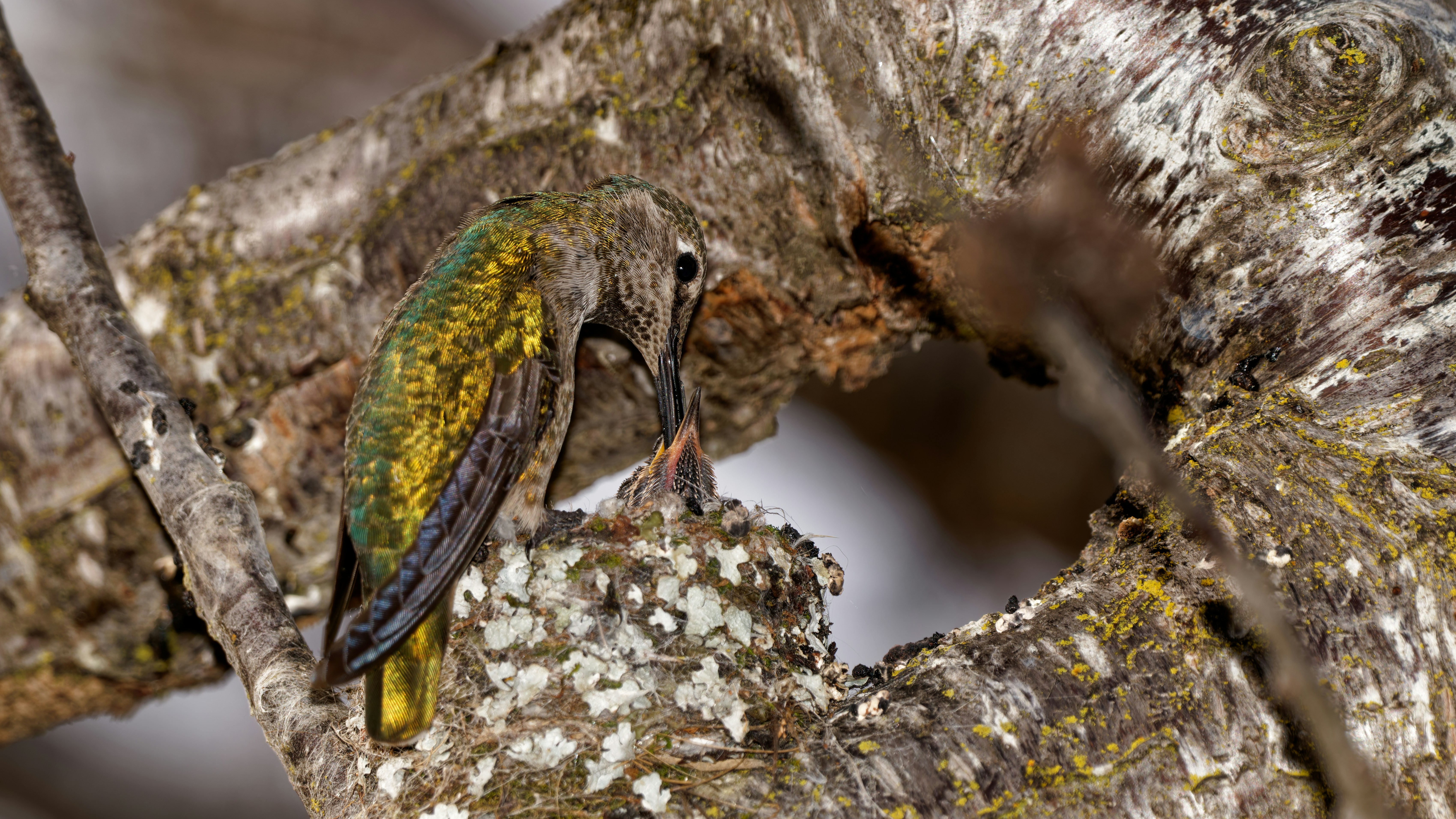 Hummingbird feeding on a nest on a branch