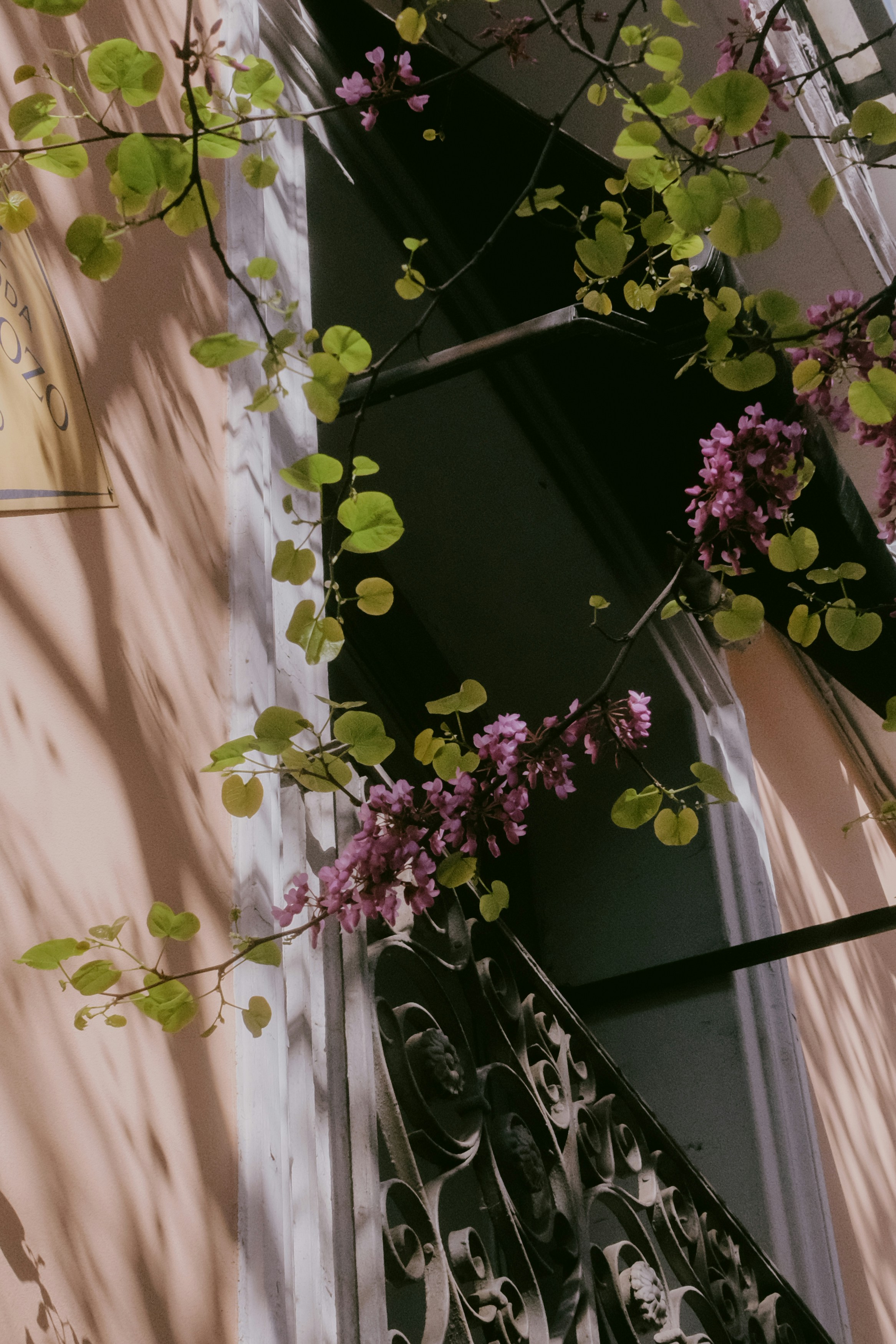 Pink blossoms and green leaves on a branch.