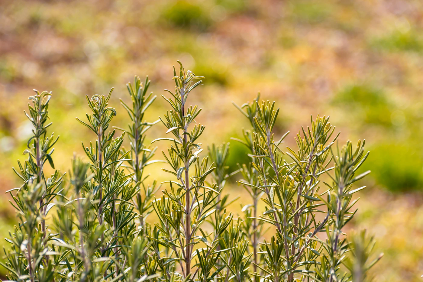 Fresh rosemary sprigs harvested from a garden
