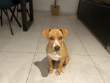 A cute puppy sitting on a tiled floor