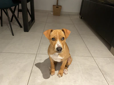 A cute puppy sitting on a tiled floor