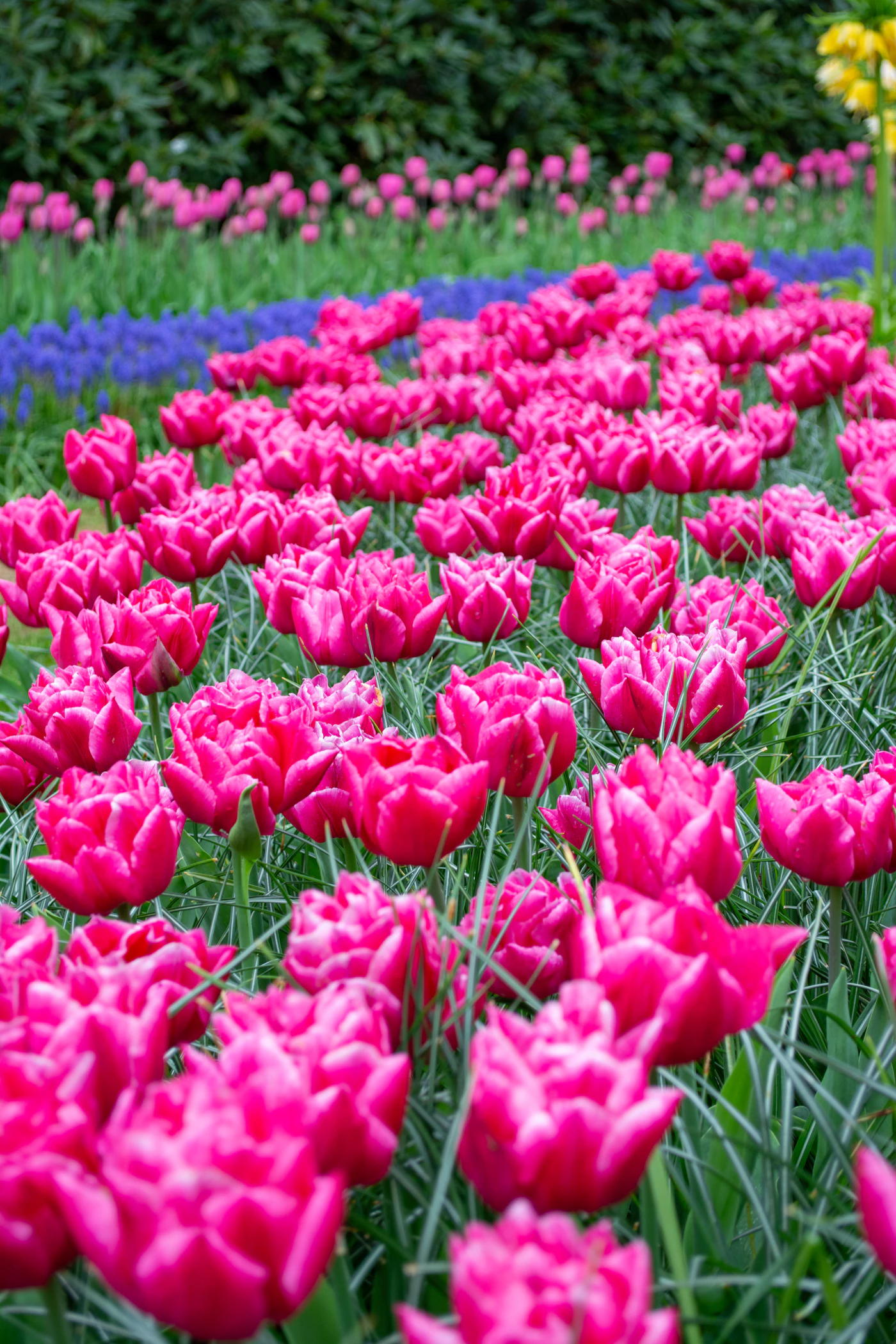 Field of pink tulips in full bloom