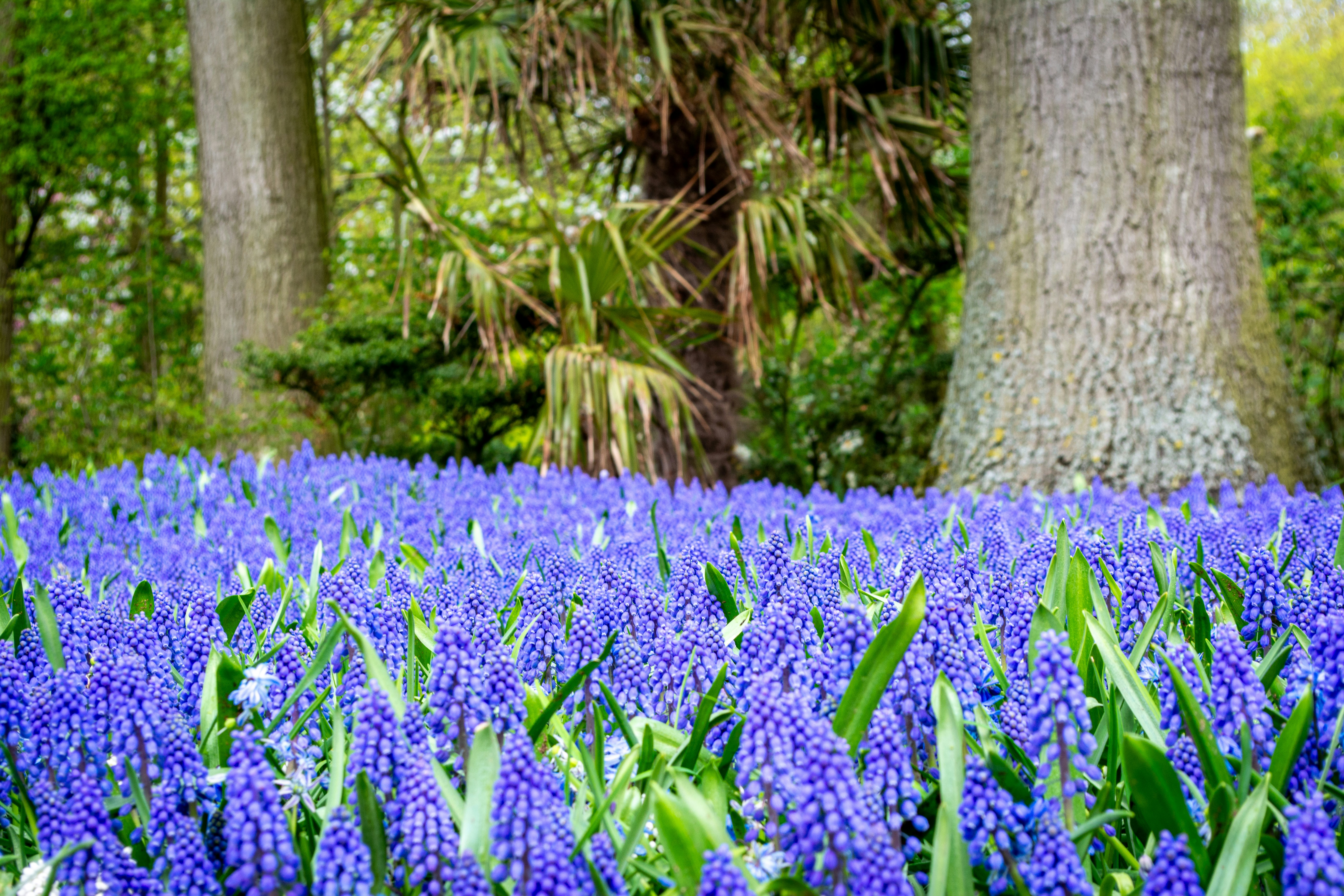 Tuin Leiden — Field of blue flowers with trees in the background — Tuinrenovatie in Leiden: bodem, kosten en lokale tips voor 2