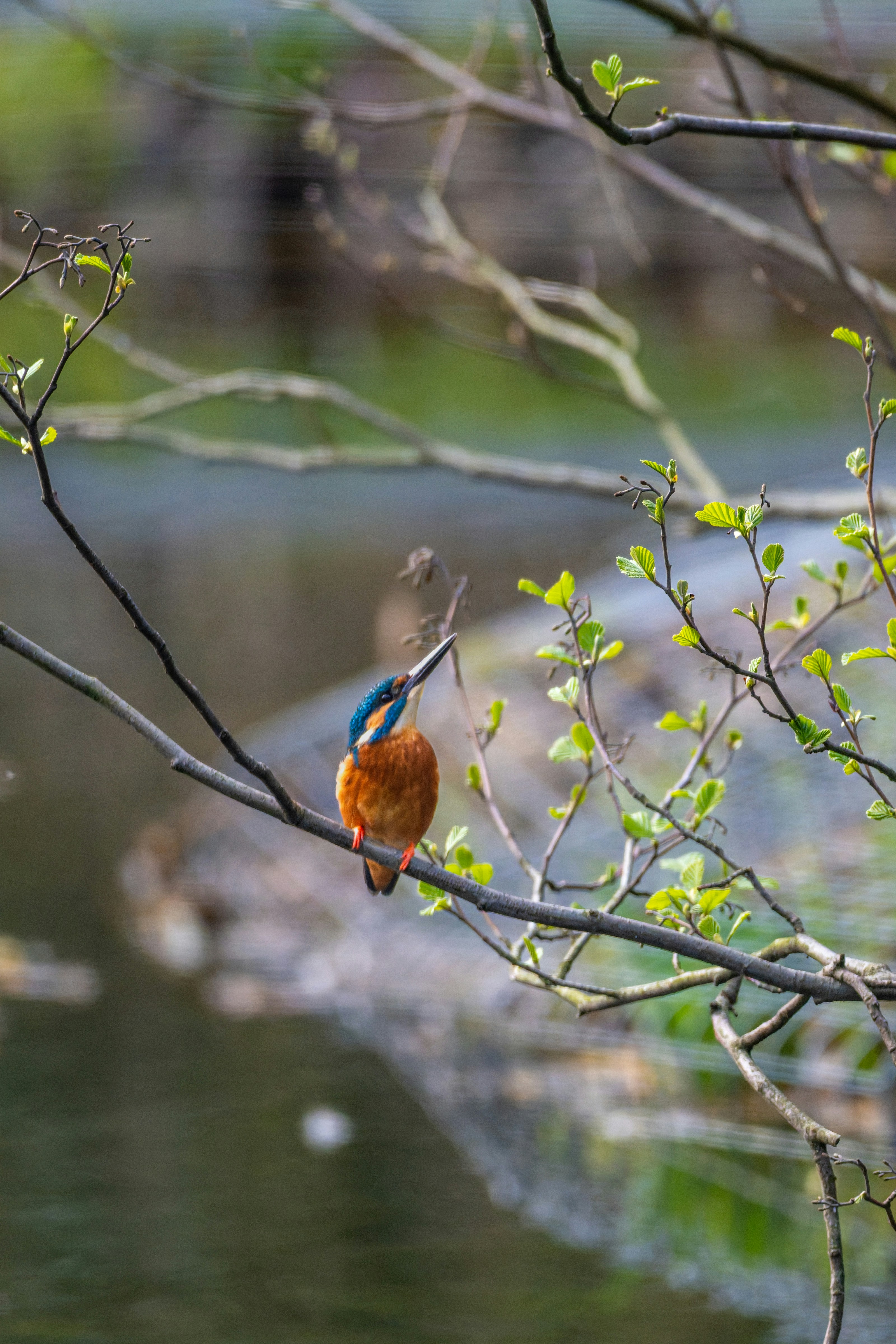 Um pássaro-martim-pescador empoleirado em um galho com um peixe.