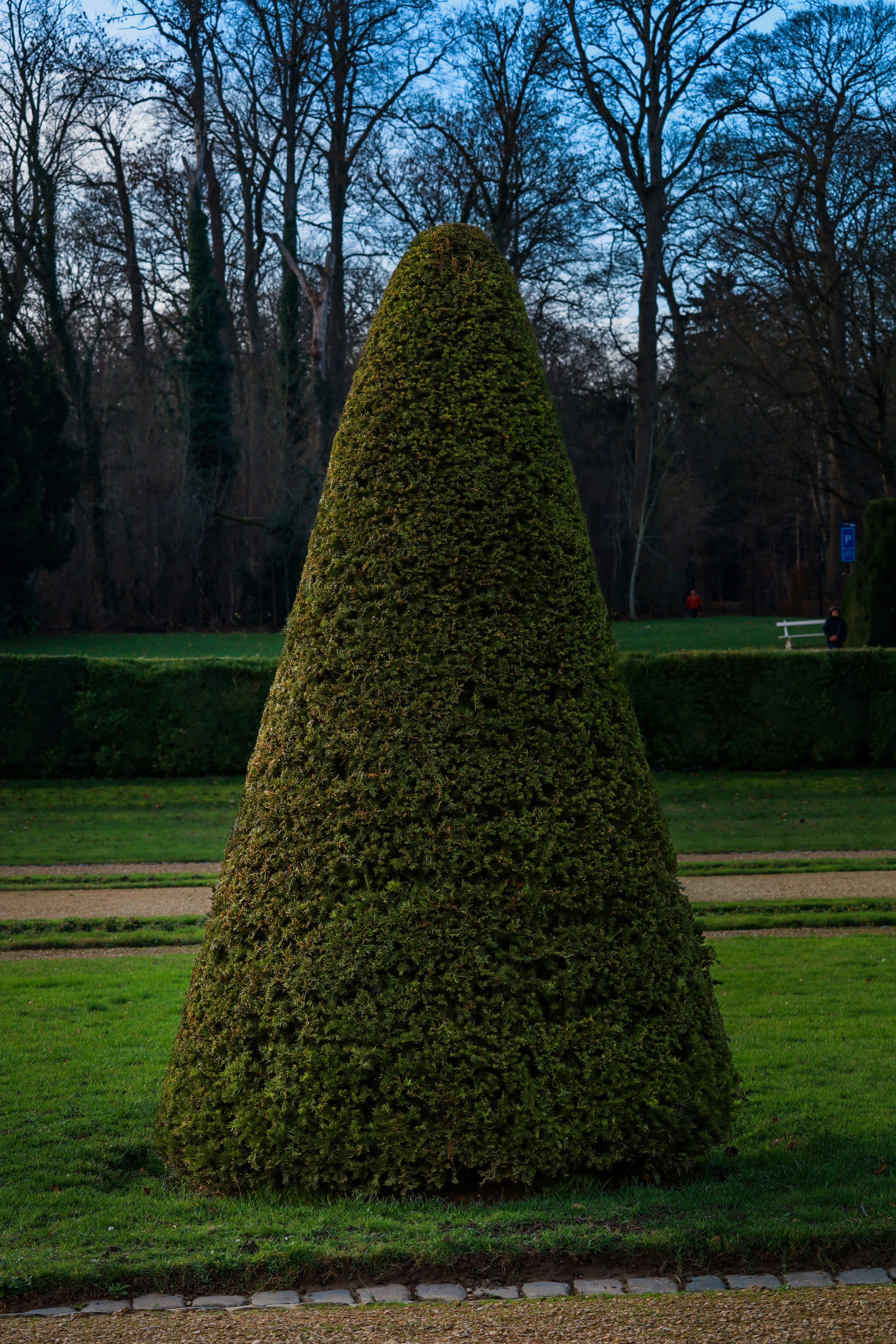 Un gran arbusto conico de hoja perenne en un parque.