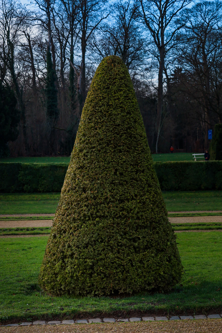 Conical evergreen topiary — temporary placeholder