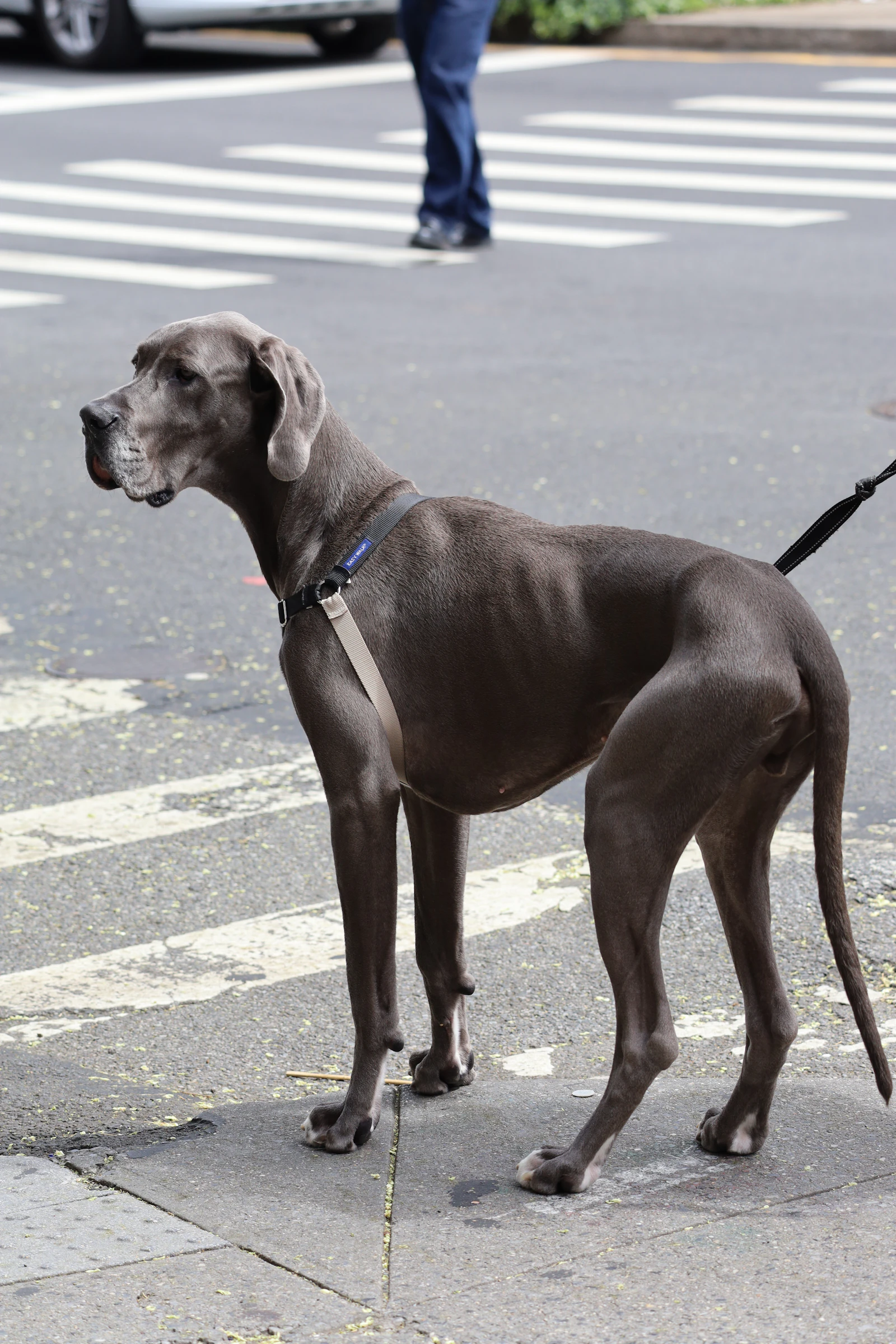Perro grande atado cruzando un paso de peatones en la ciudad