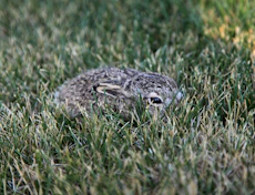 A small rabbit rests camouflaged in green grass.