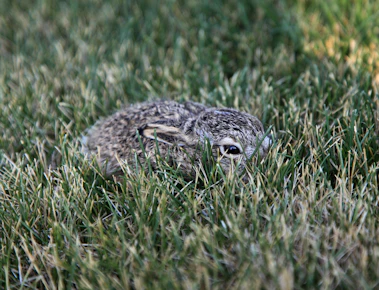 A small rabbit rests camouflaged in green grass.