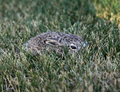 A small rabbit rests camouflaged in green grass.