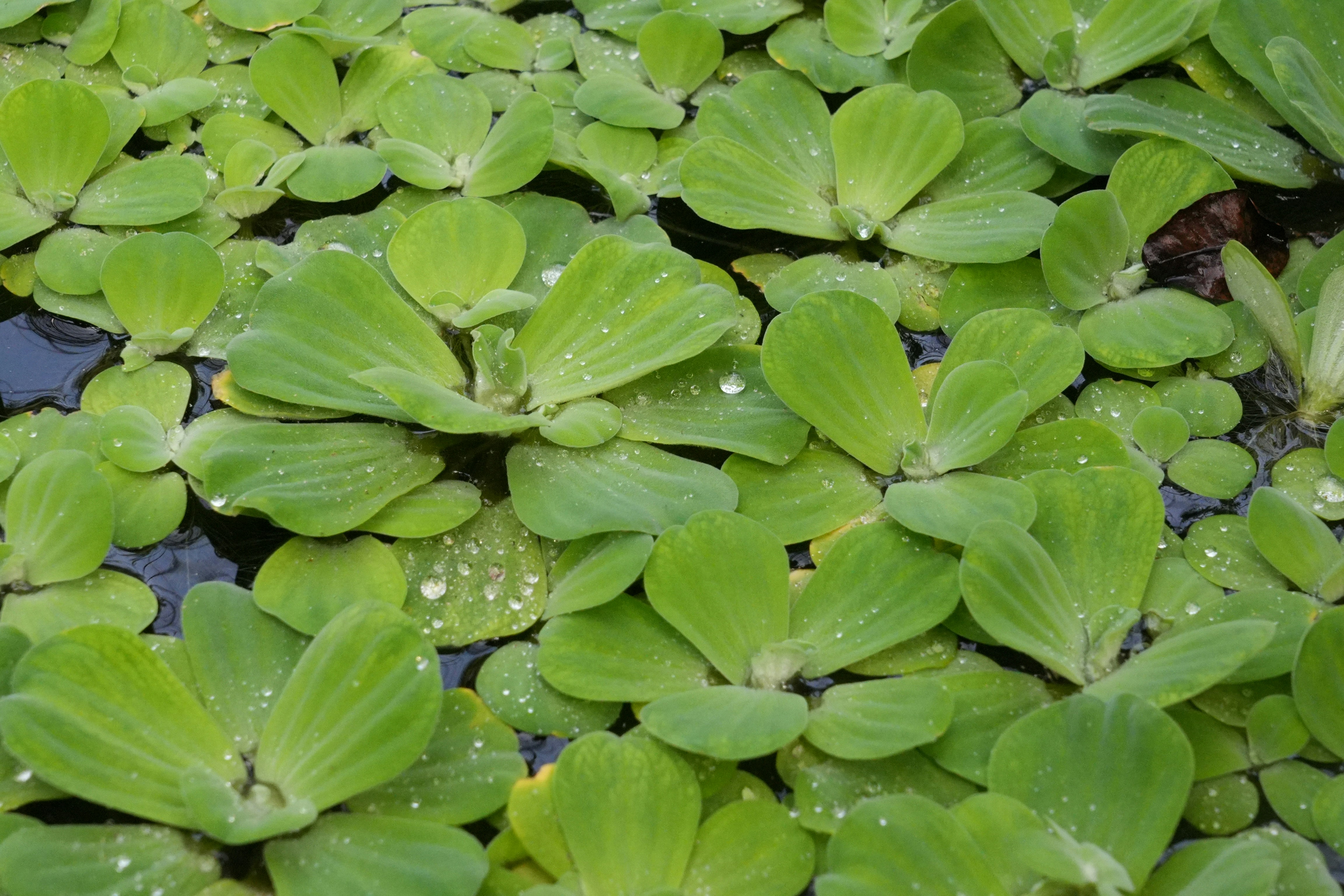 Photo by boysenberriefairie