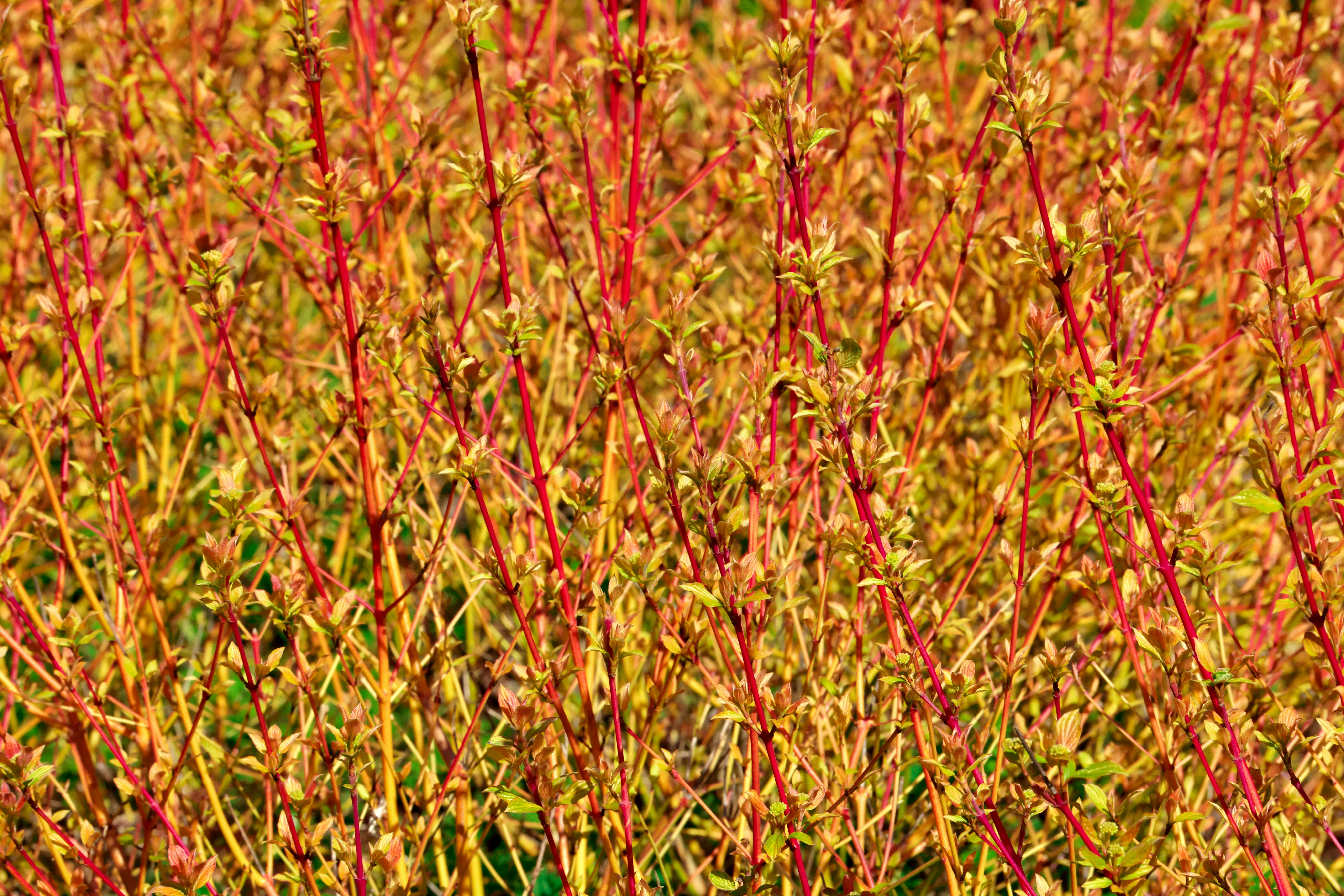 Red stems and yellow leaves on a bush