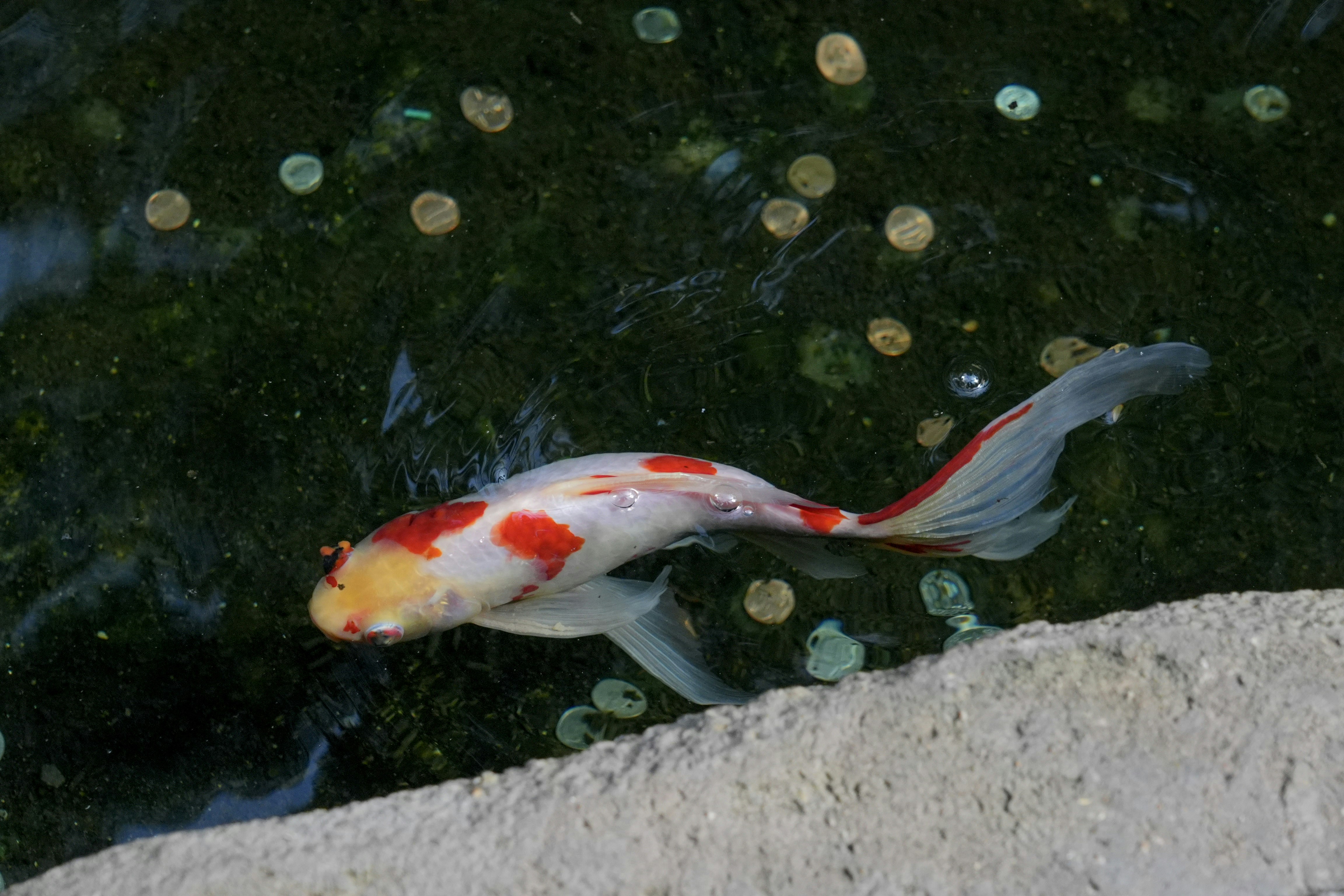 Photo by boysenberriefairie