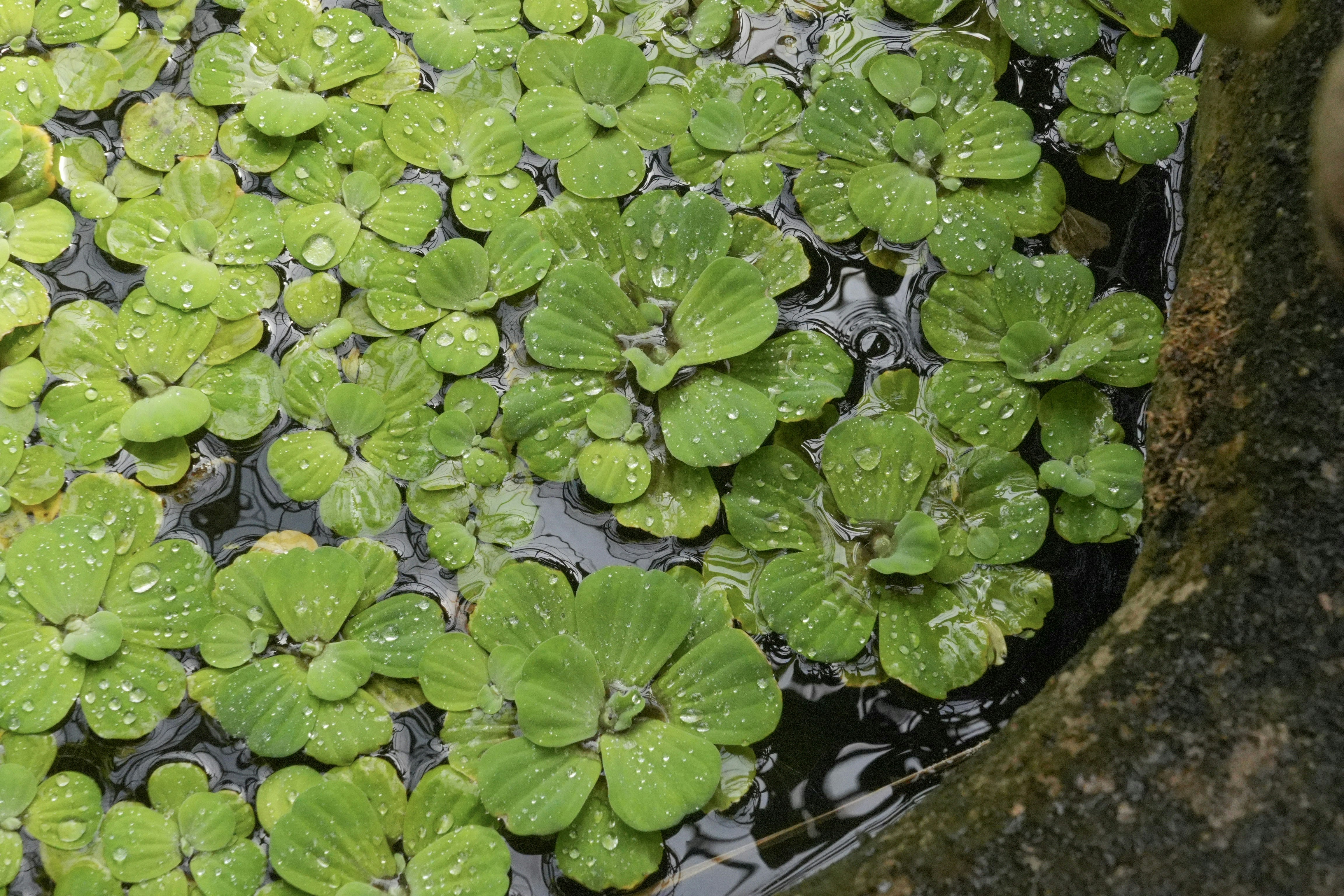 Photo by boysenberriefairie