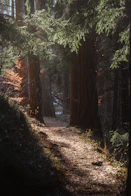 Sunlit forest path with tall evergreen trees.