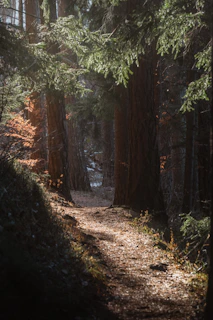 Sunlit forest path with tall evergreen trees.