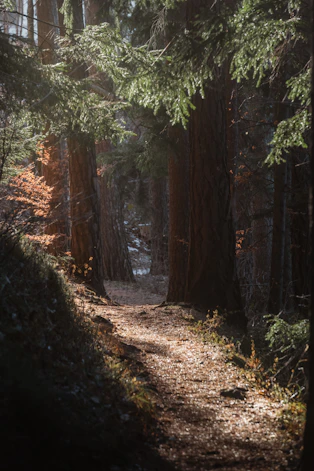 Sunlit forest path with tall evergreen trees.