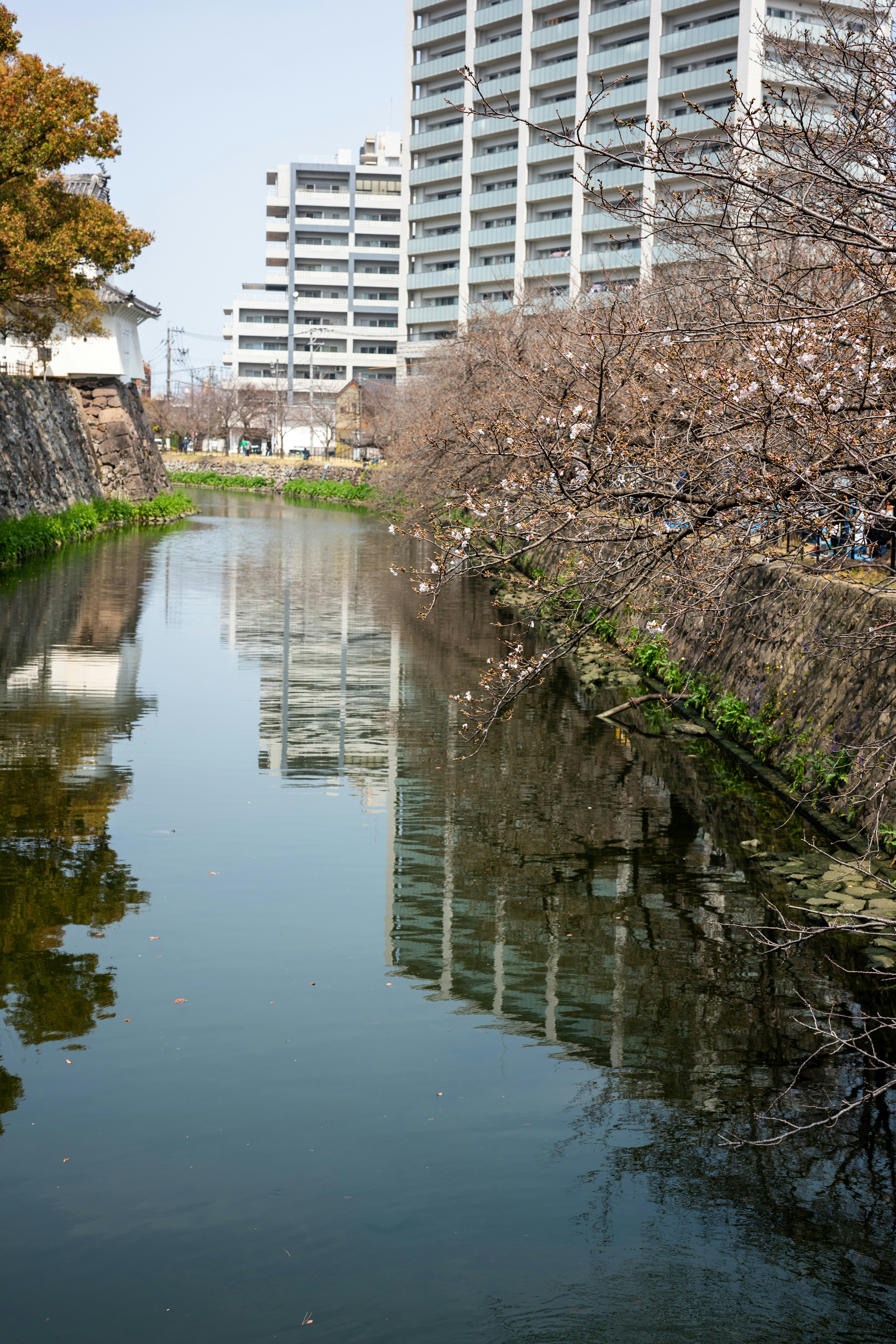 Edifícios refletindo rio com flores de cerejeira em flor
