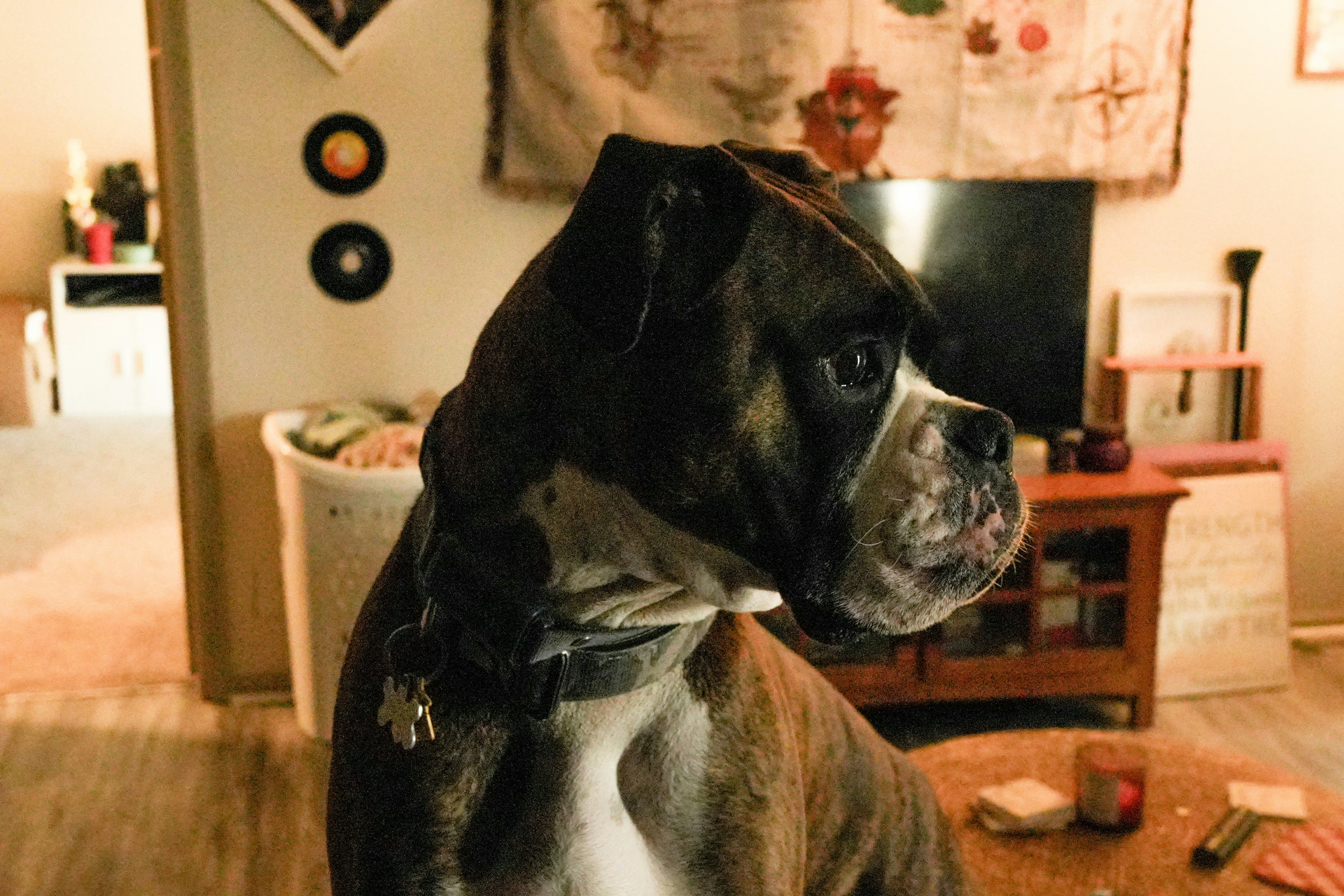 Boxer dog sitting indoors with a television in background