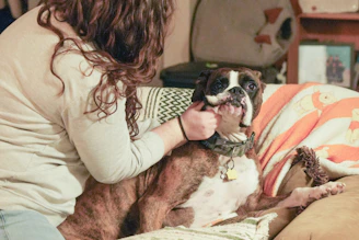 A person petting a boxer dog on a couch