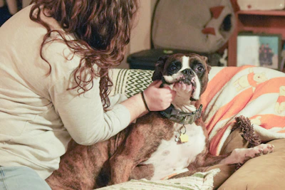 A person petting a boxer dog on a couch