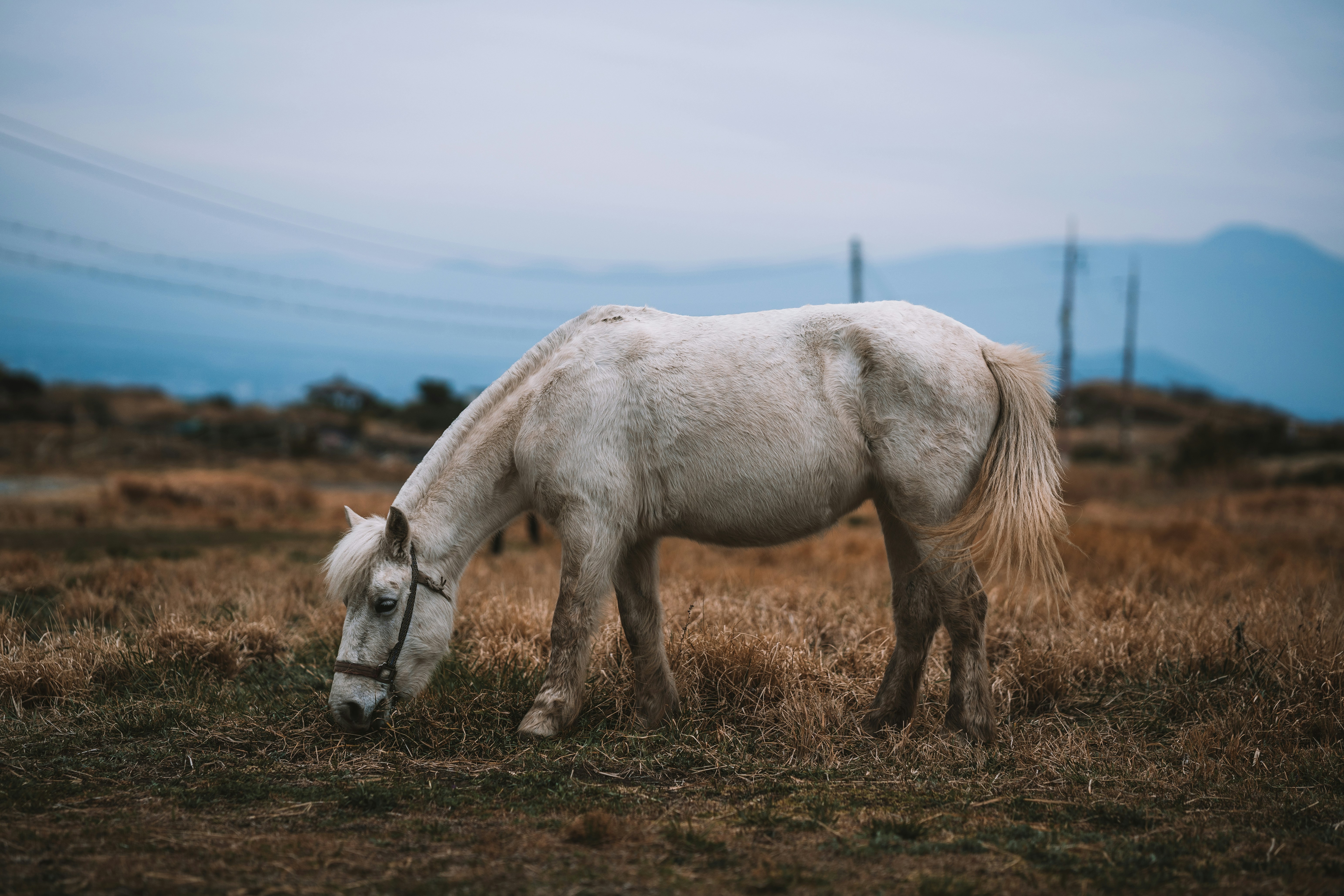 Un cheval blanc broute dans un champ sec.