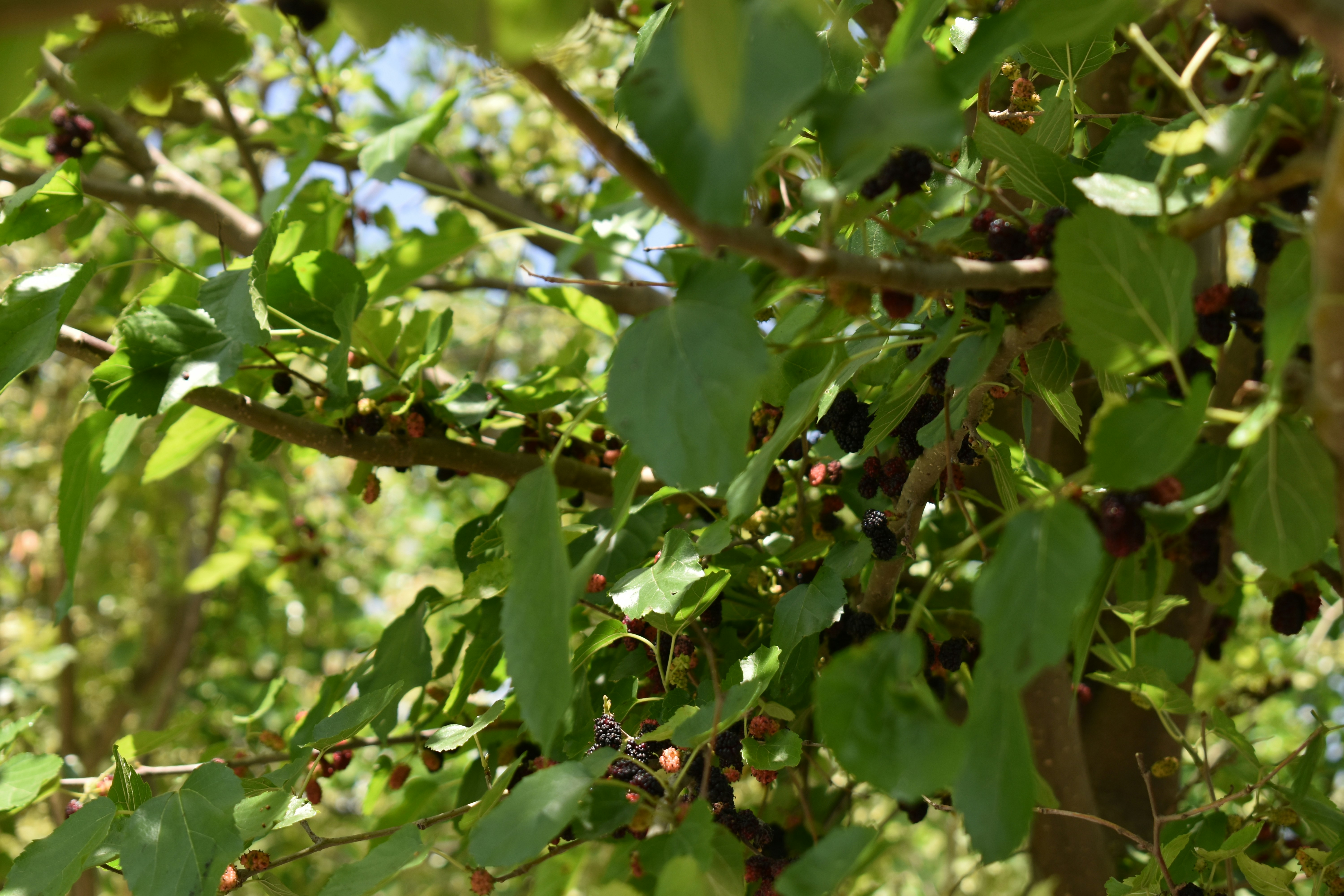 Photo by saadfaisal_khichi