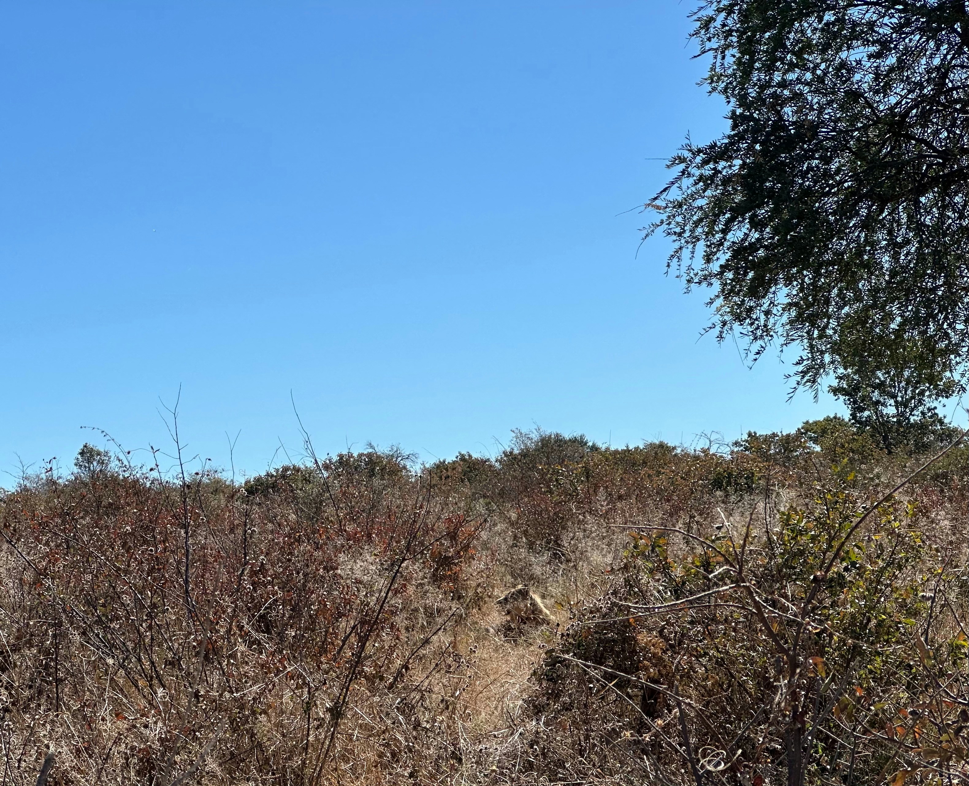 Eine Löwin, getarnt in trockenem Gestrüpp unter klarem Himmel.