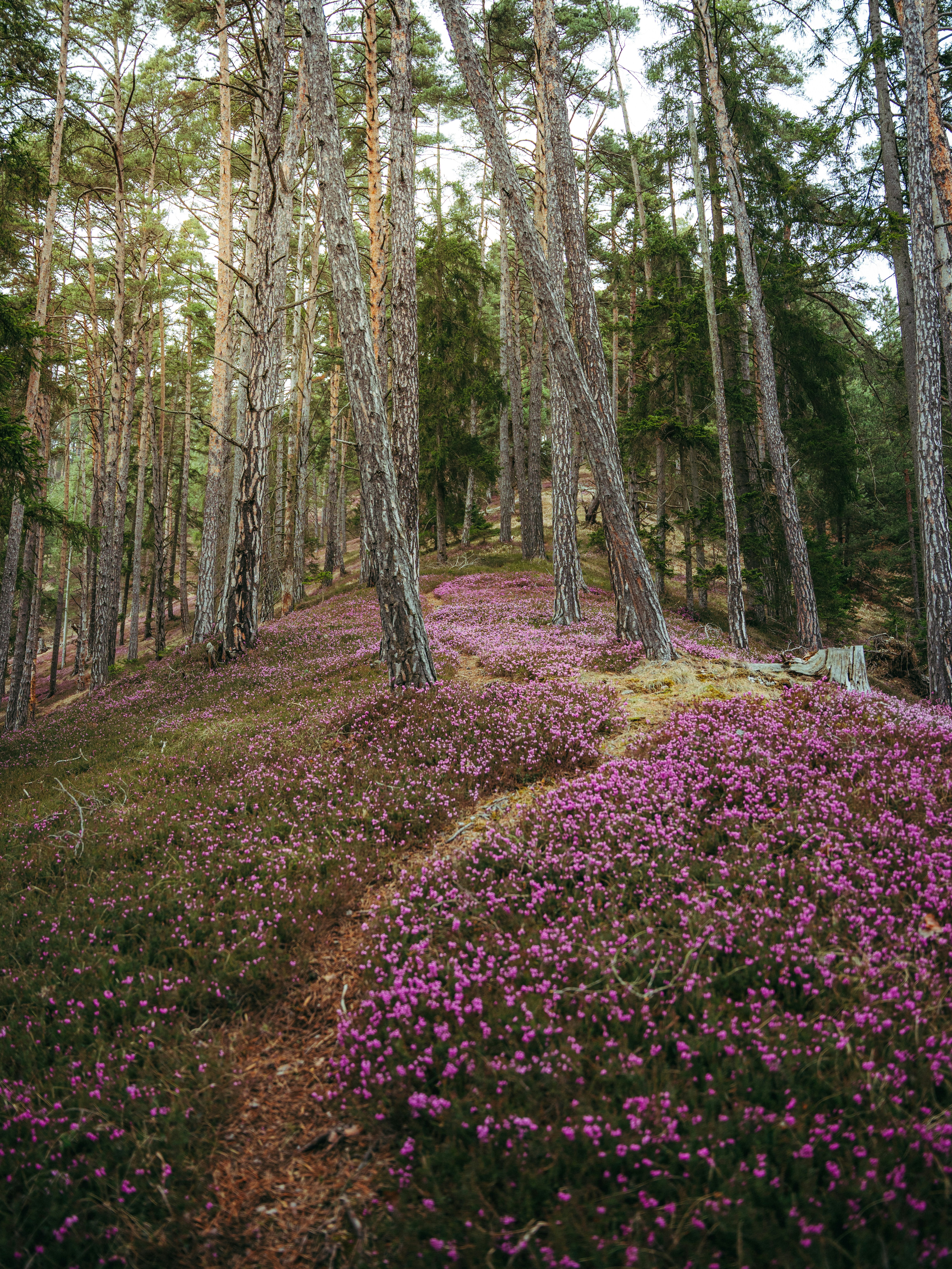 A winding path through a forest with purple wildflowers.