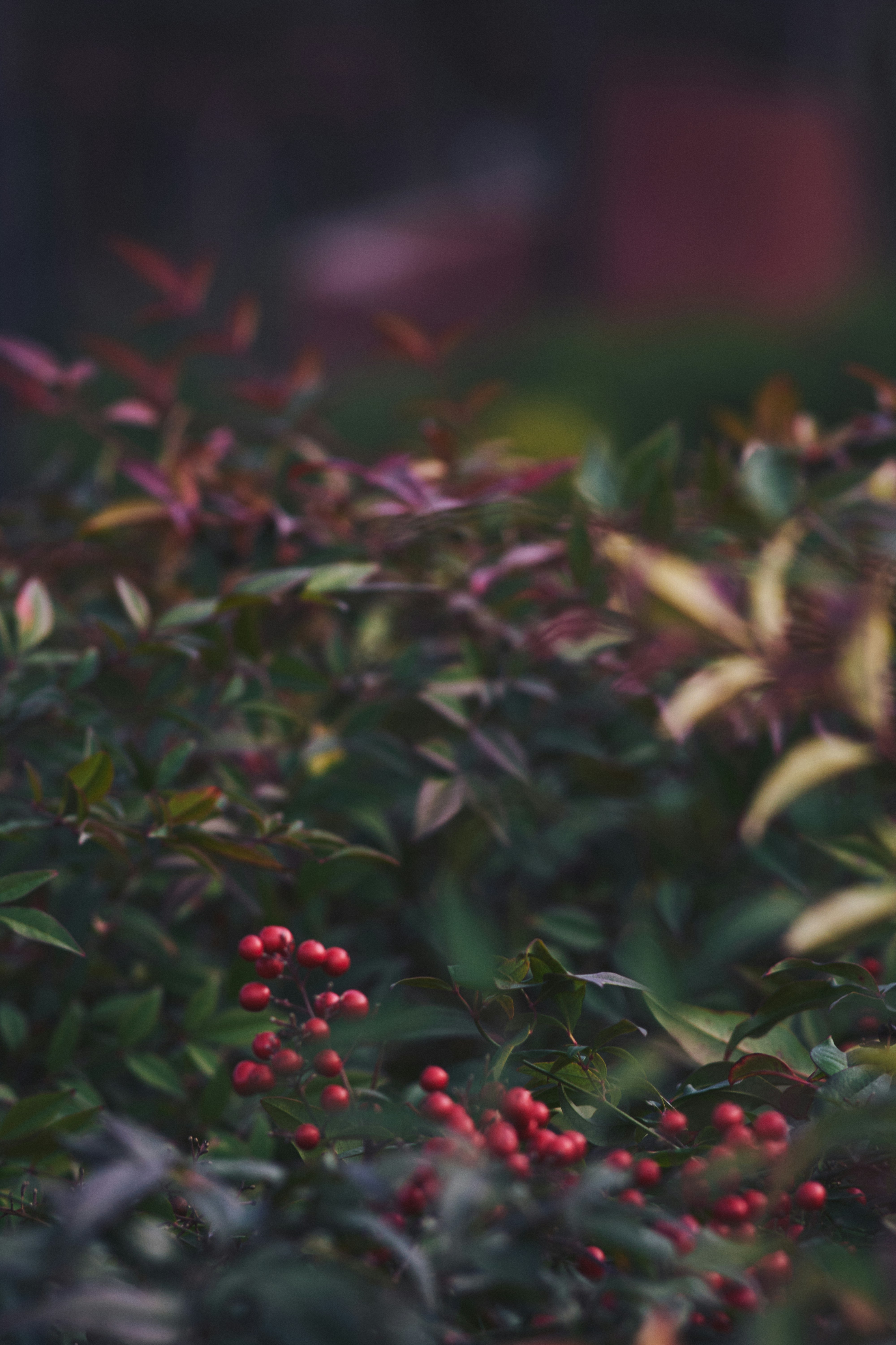 Photo by mikhailrepin