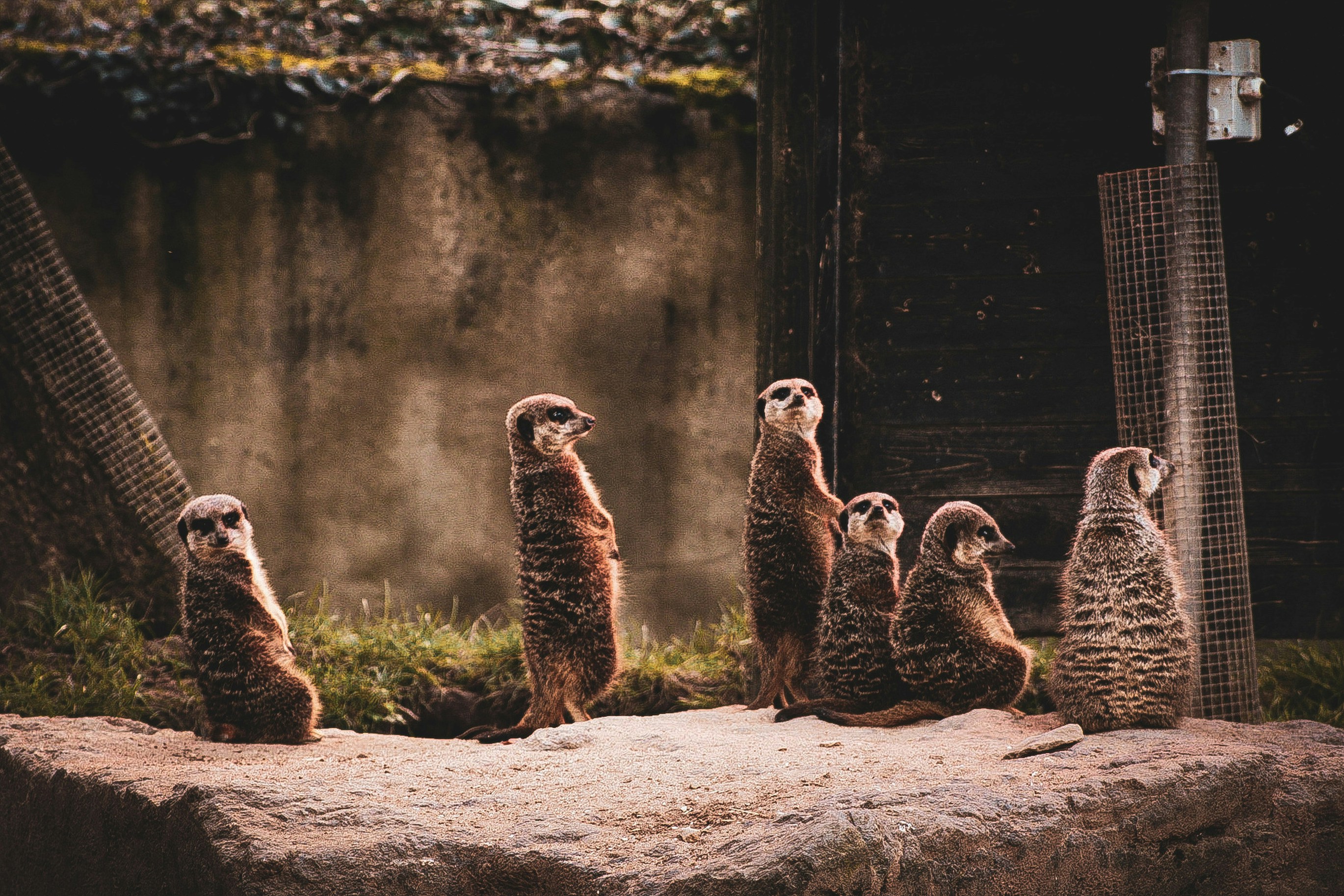 A group of meerkats standing on a rock