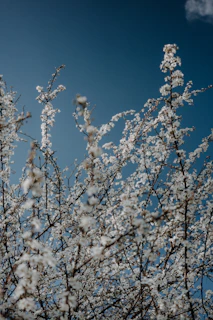 White blossoms on branches against a clear blue sky.