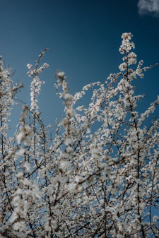 White blossoms on branches against a clear blue sky.