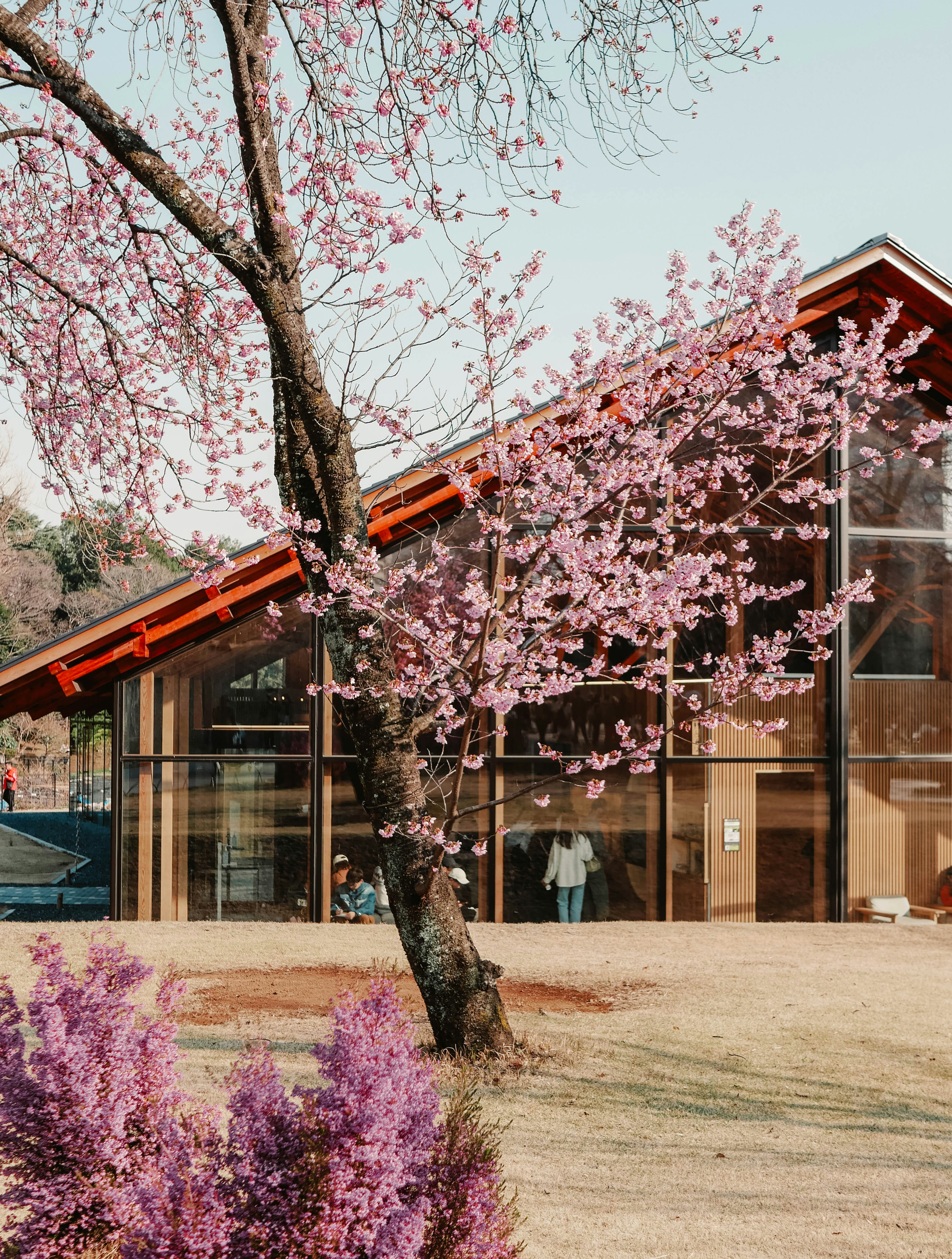 A building with a cherry blossom tree in front