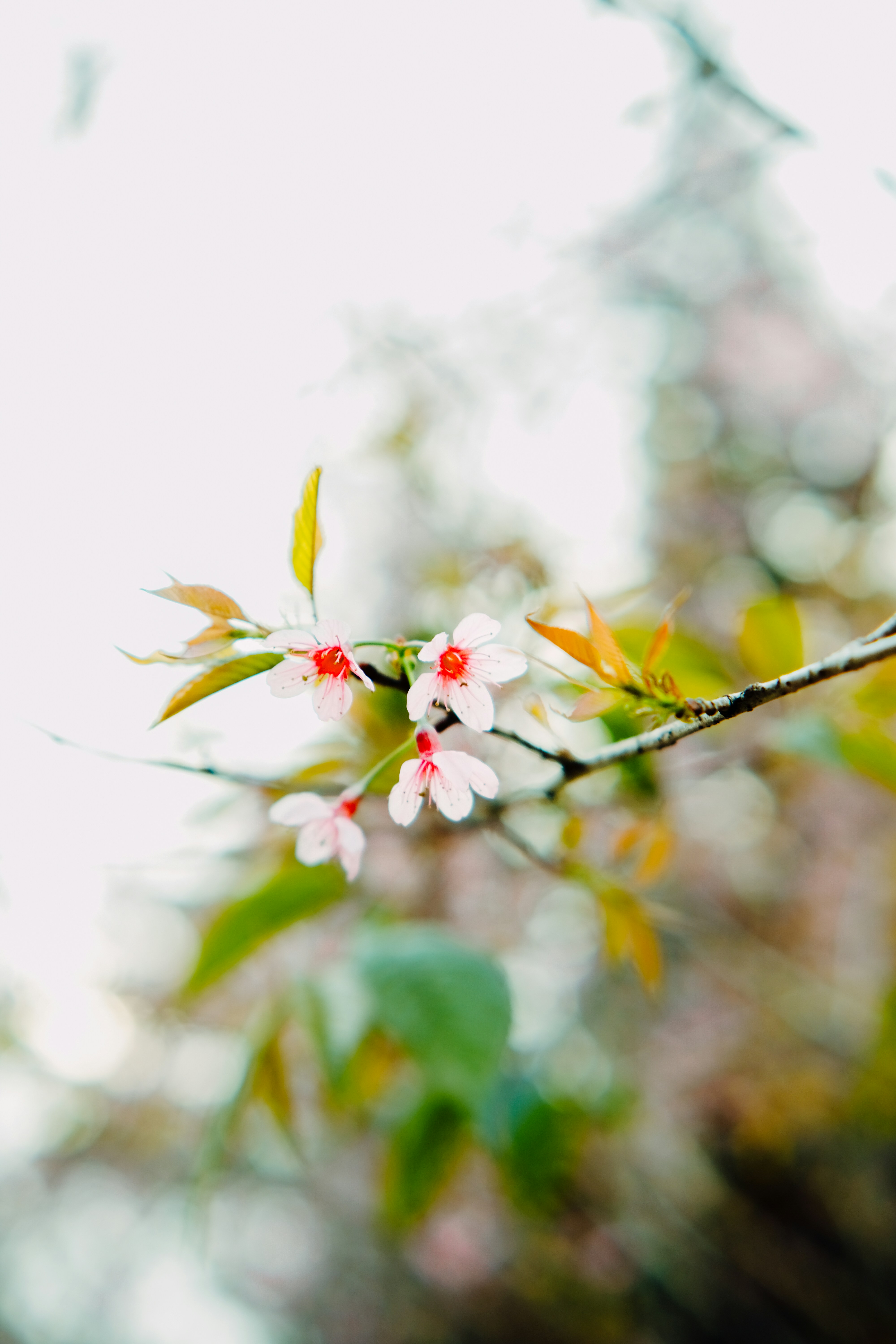 Photo by anniehatuanh