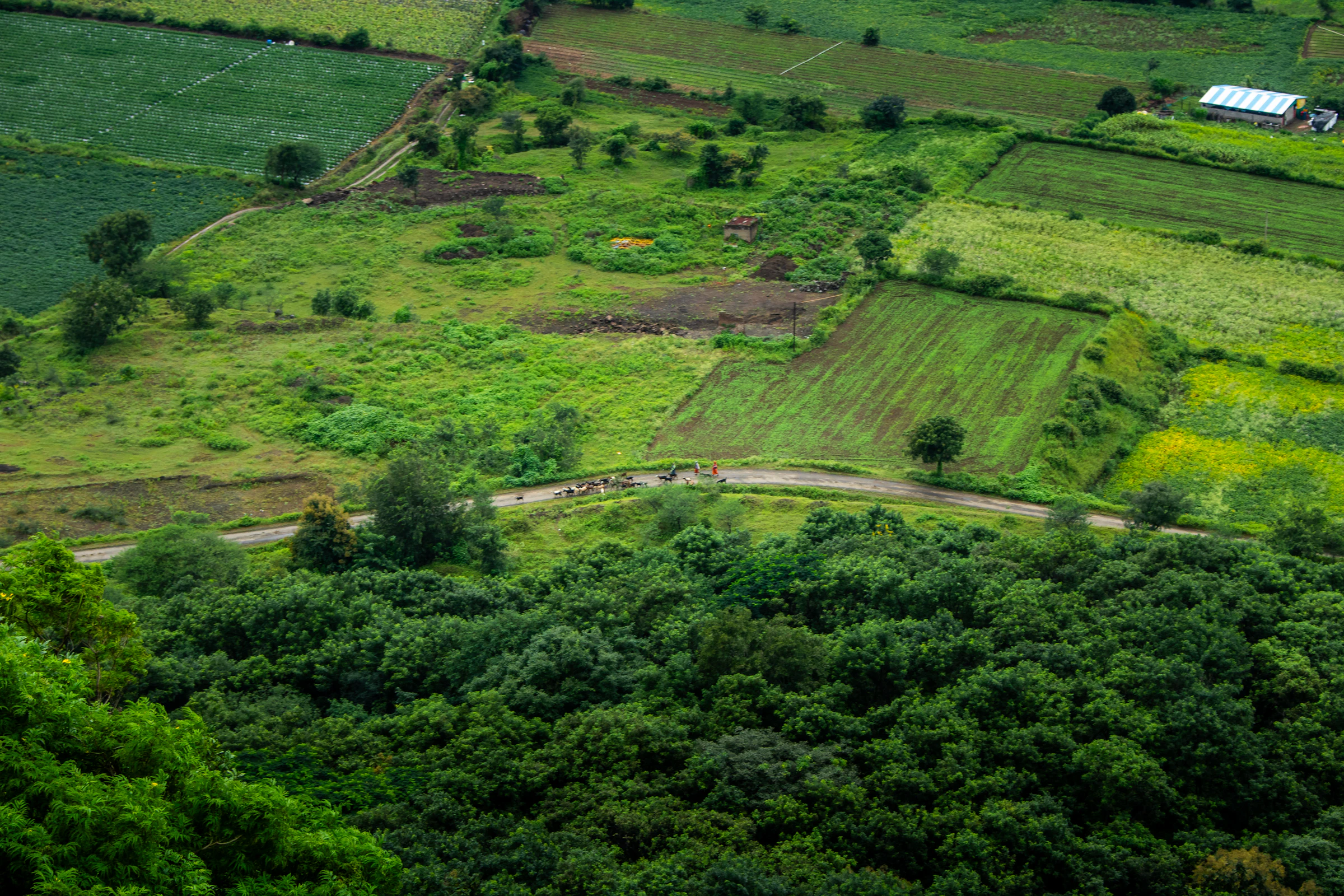Aerial view of green farmland and forest in the Nagpur belt