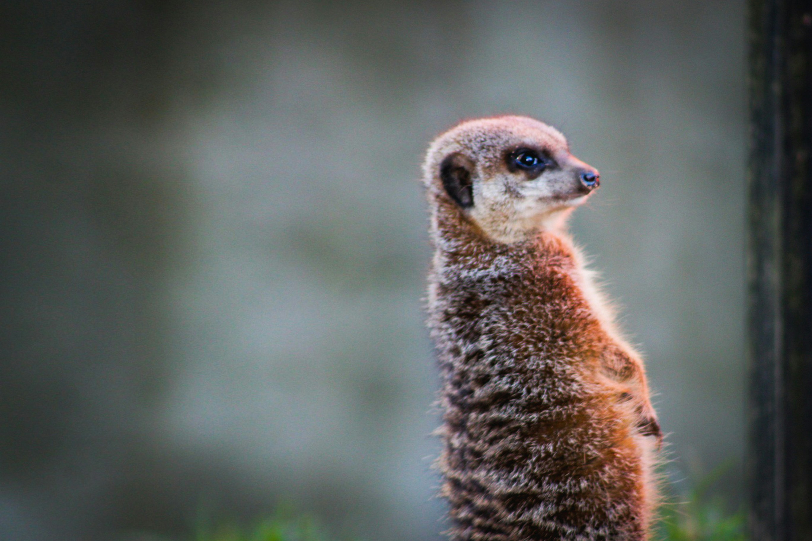 A meerkat stands alert with blurred background