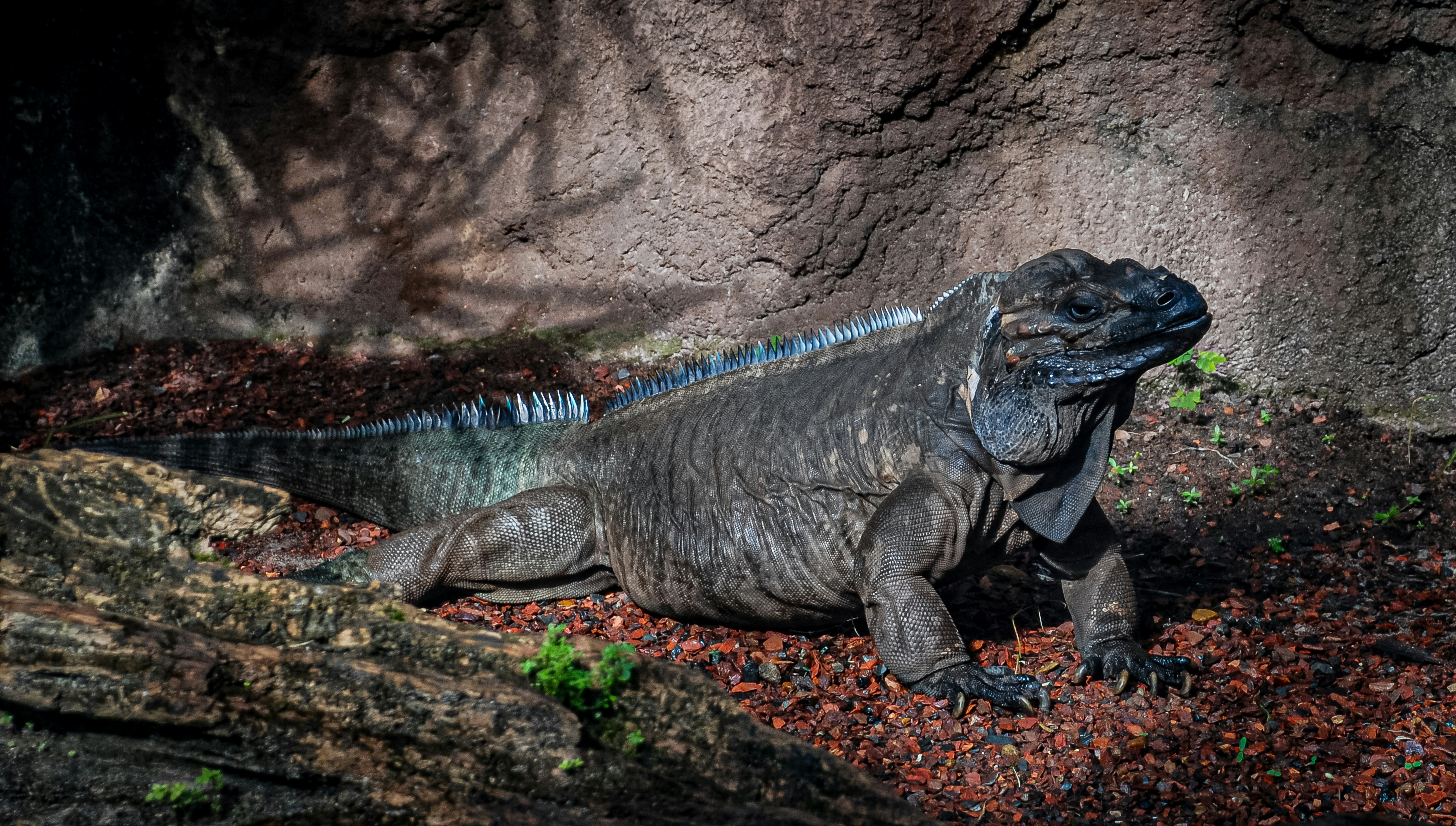 A large grey rhinoceros iguana rests on rocky ground.