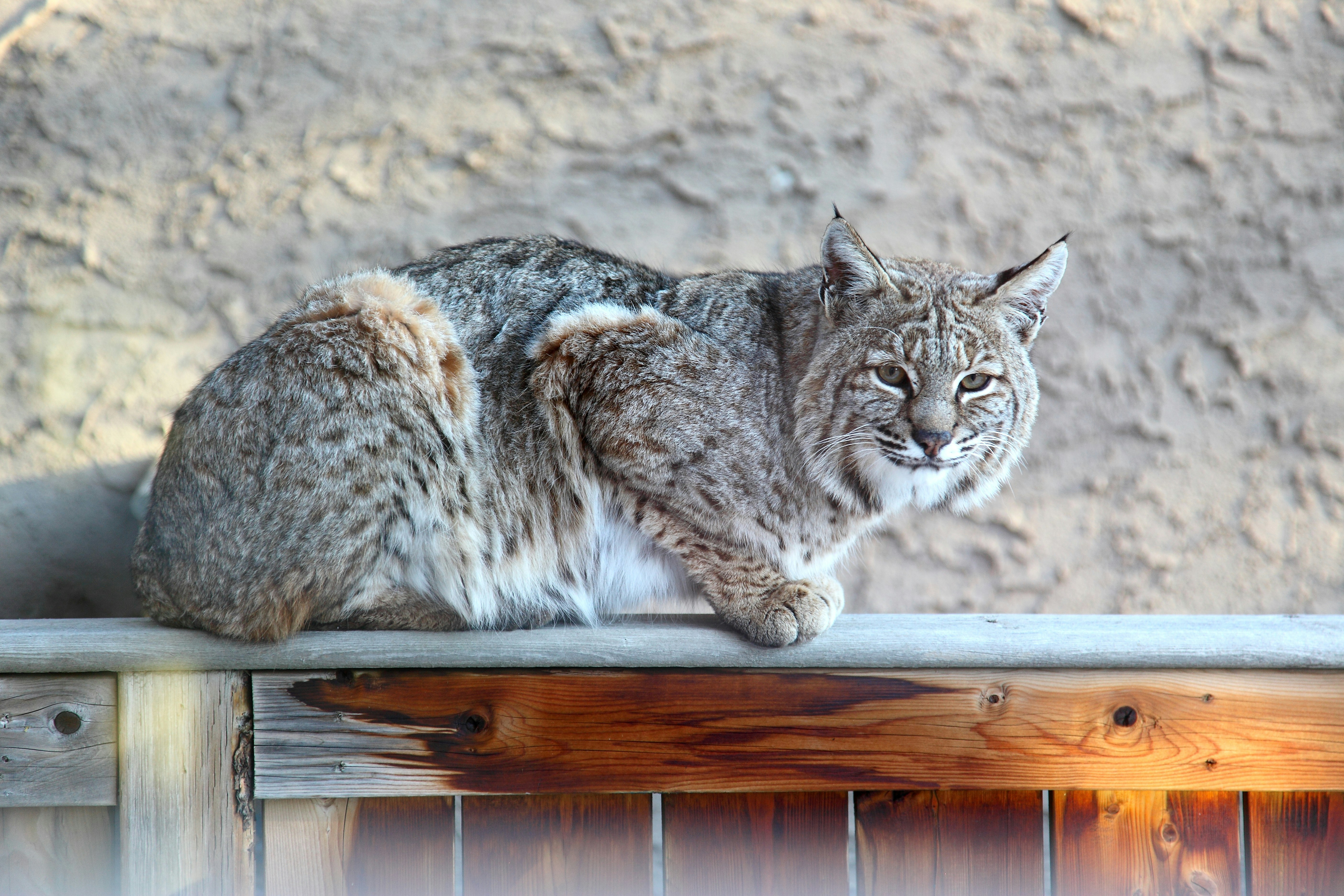 Bobcats