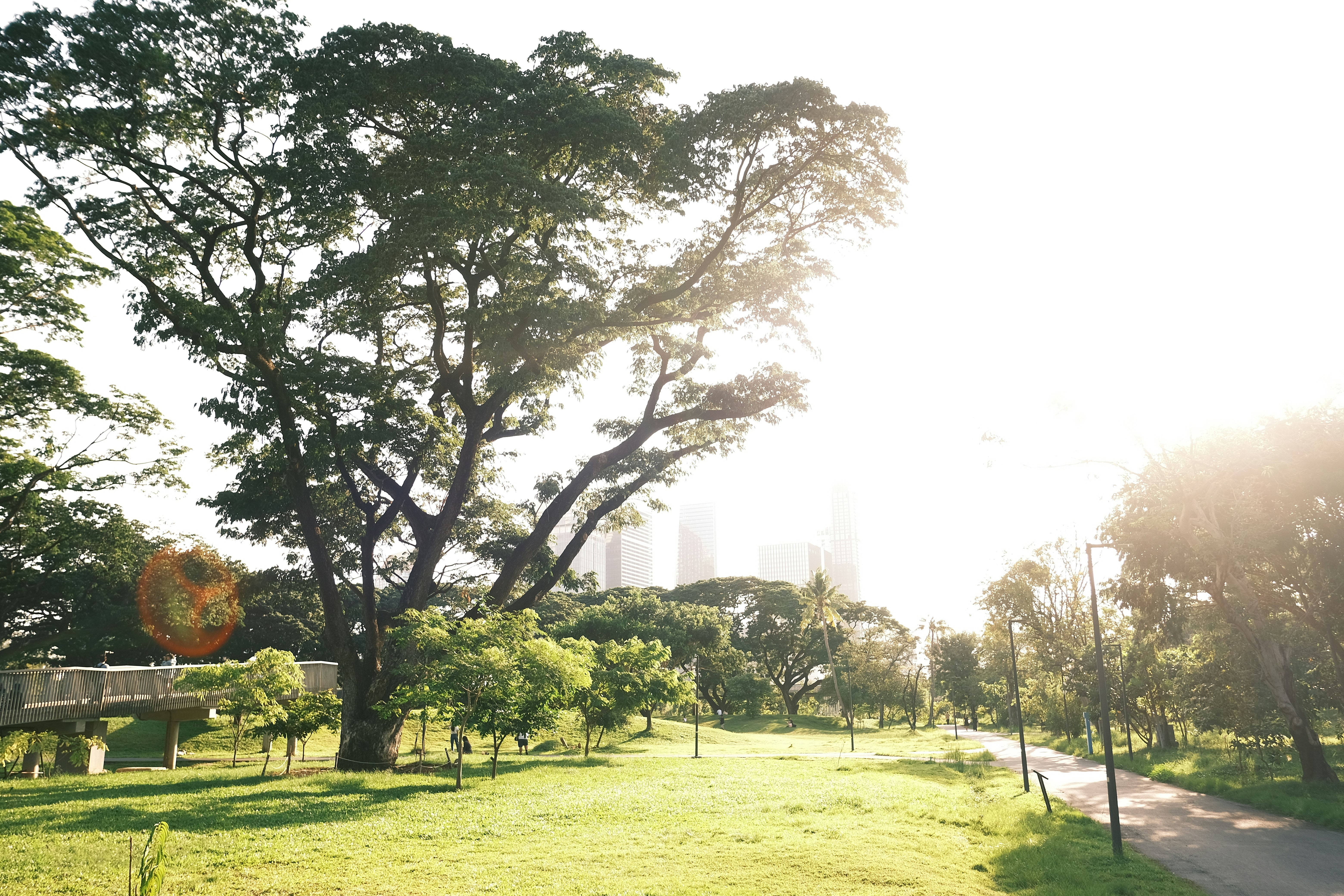 Green public park and garden in Bangkok, Thailand