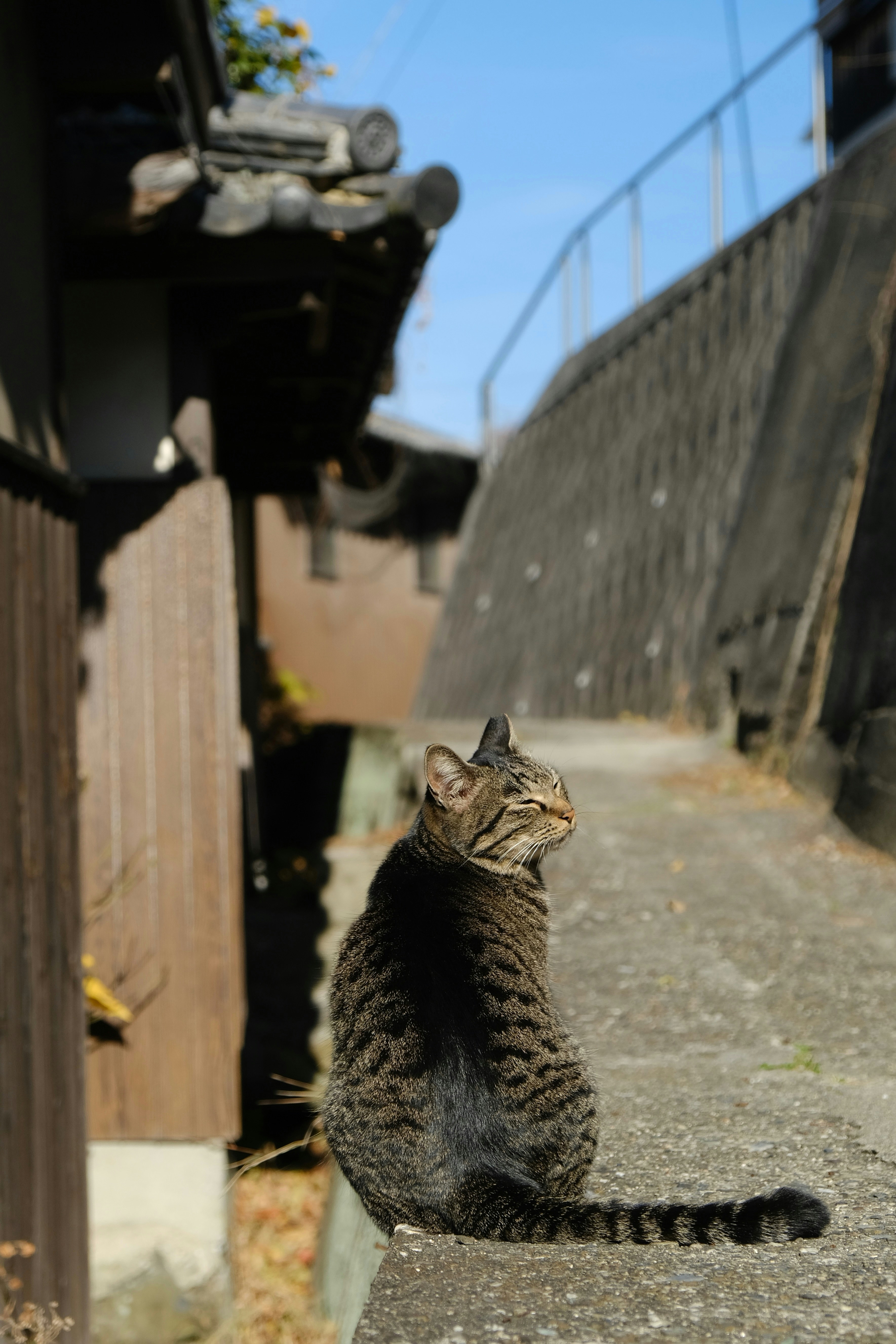 A tabby cat sits on a ledge outdoors.
