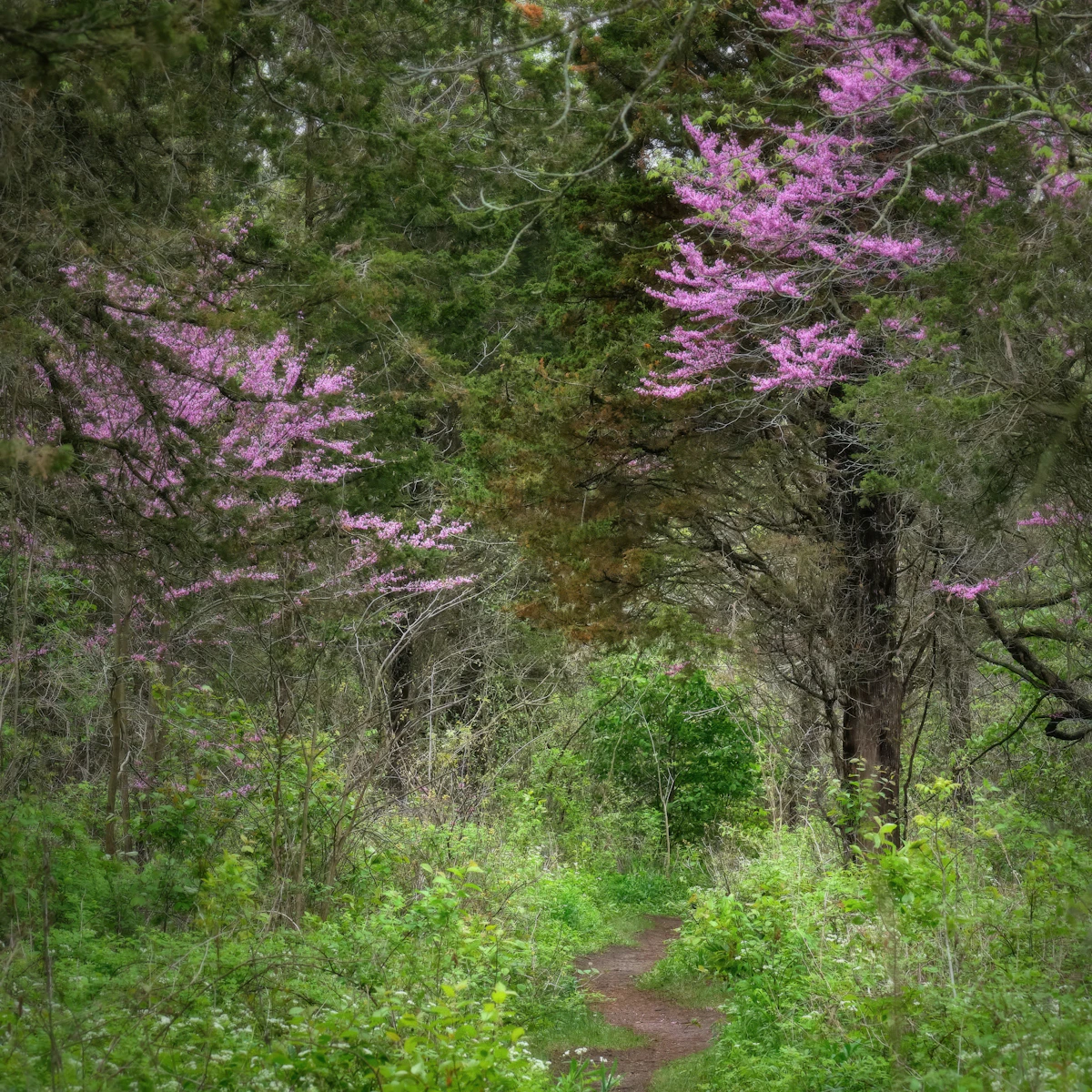 Arboretum Blooms Hike