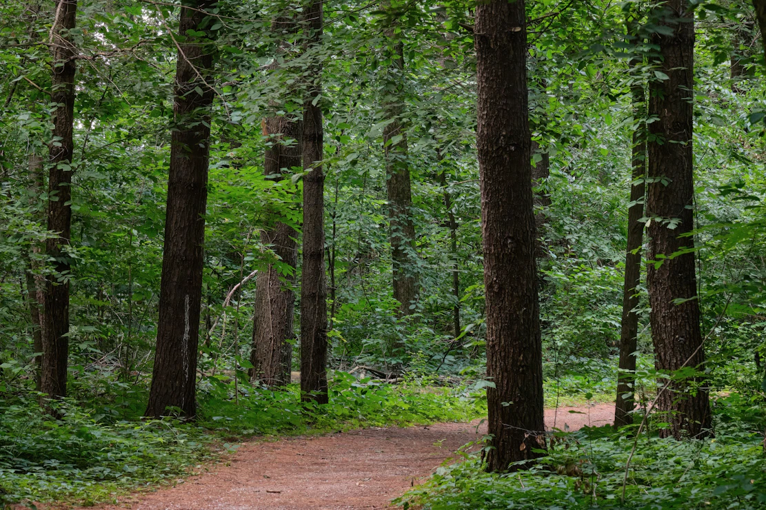 A dirt path winds through a dense green forest.