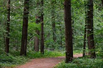 A dirt path winds through a dense green forest.