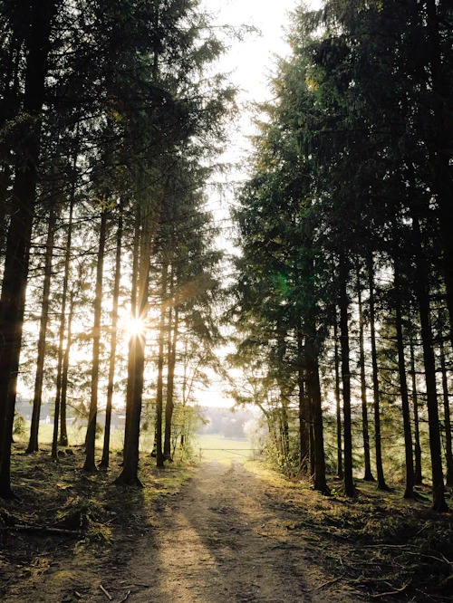 Sendero en un bosque de Cartago con luz entre los árboles