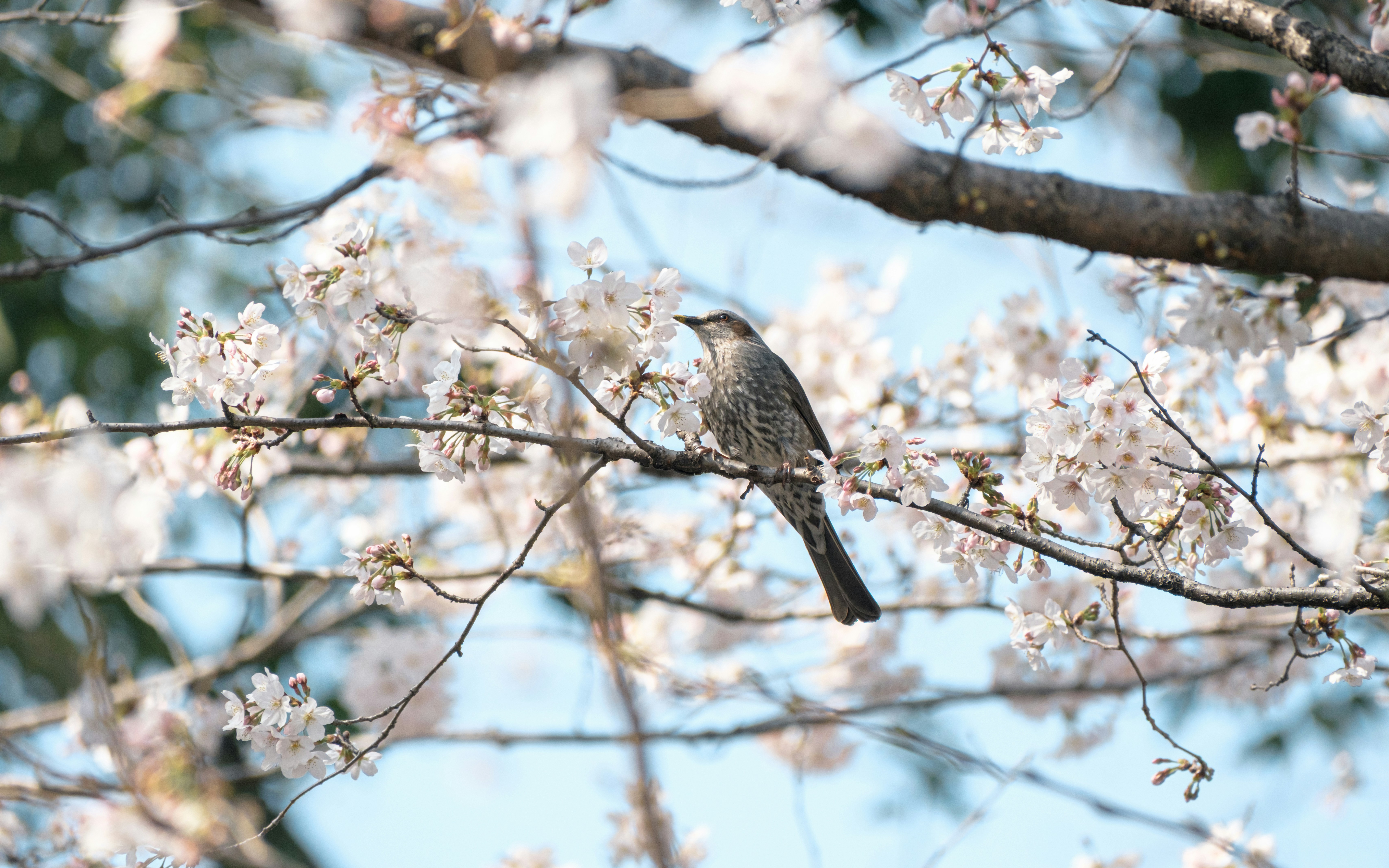 Seekor burung kecil bertengger di cabang bunga sakura.