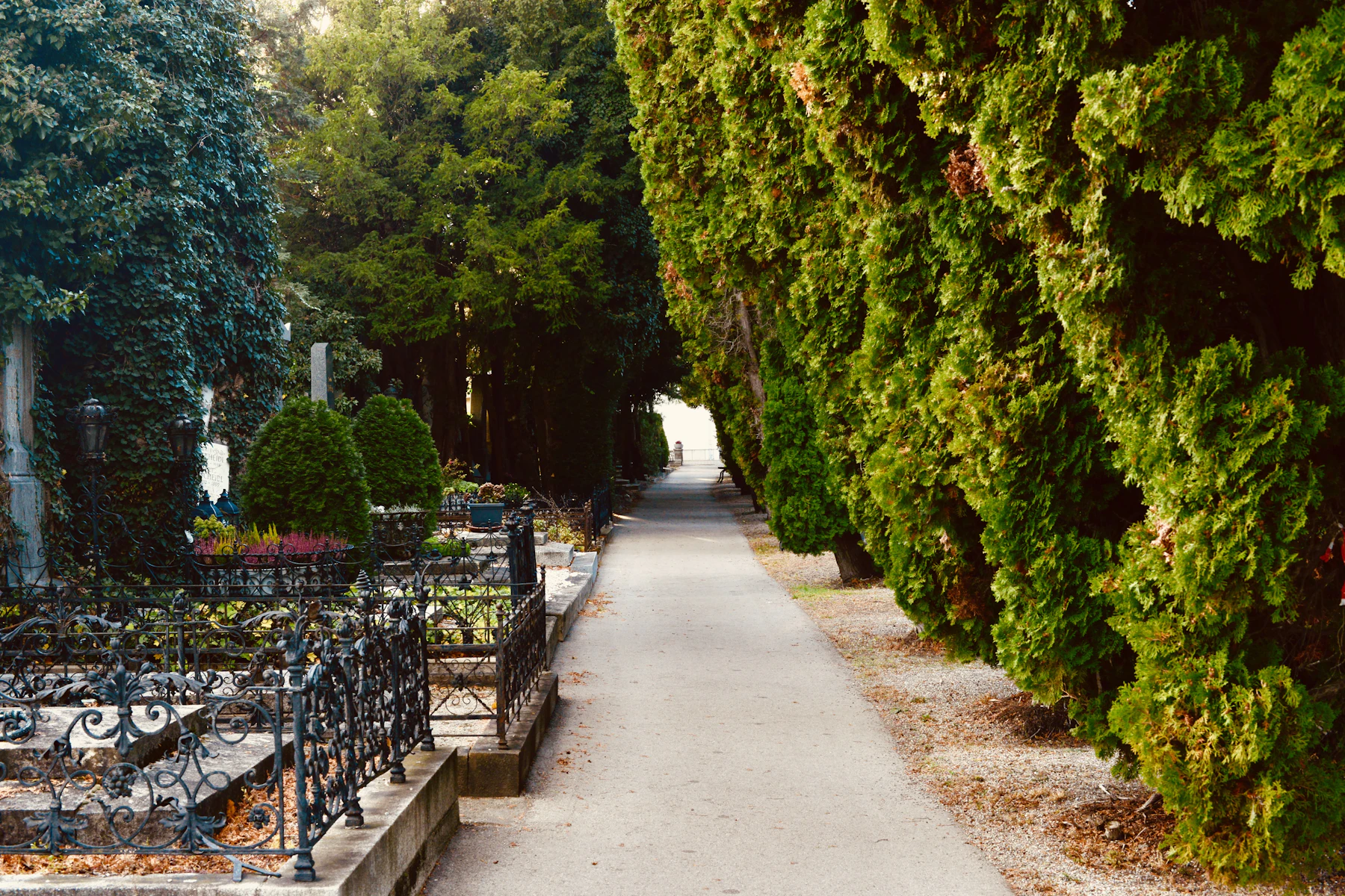 A paved cemetery path running between tall evergreens on the right and iron-fenced family plots on the left
